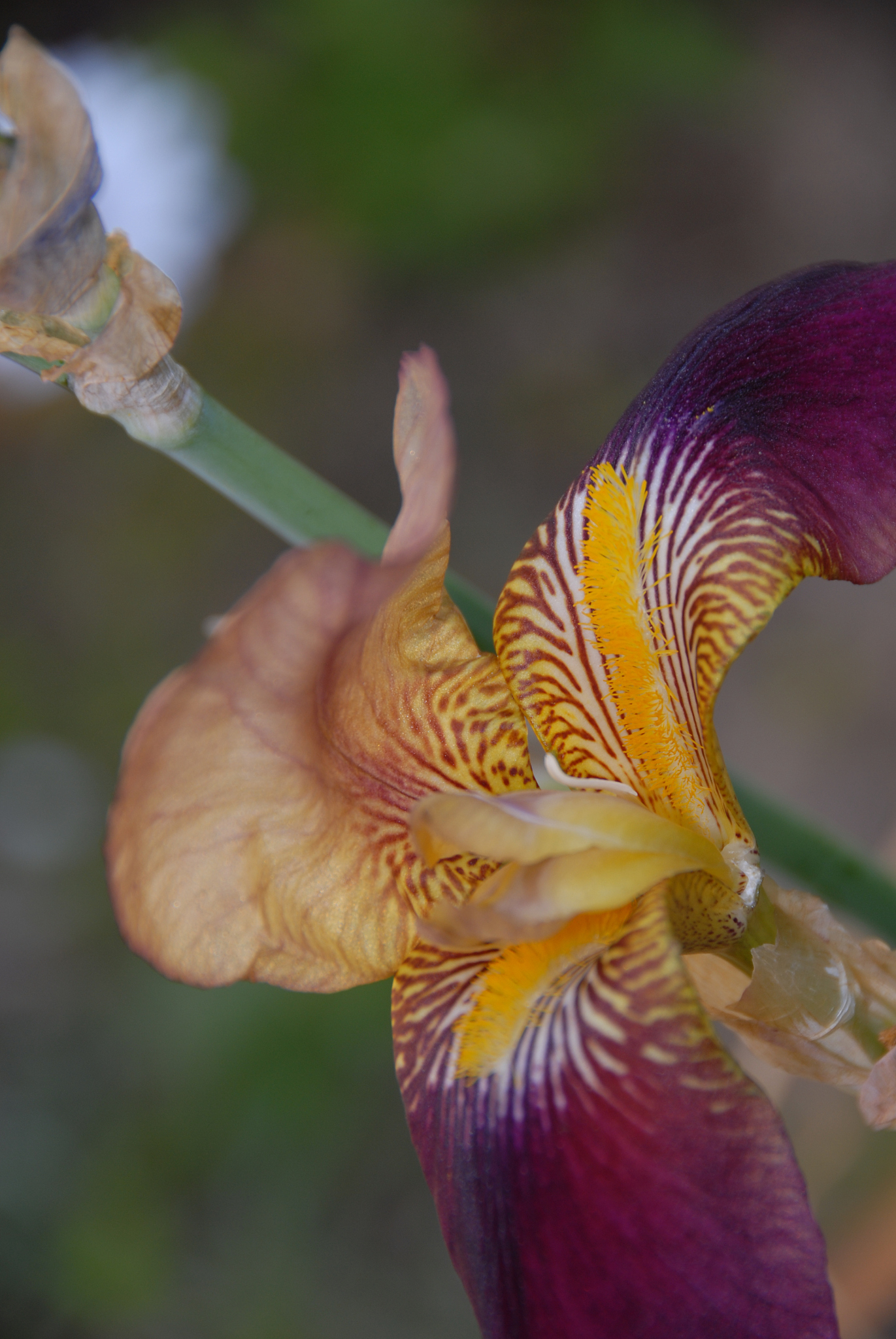 blüte der schwertlilie in spanien