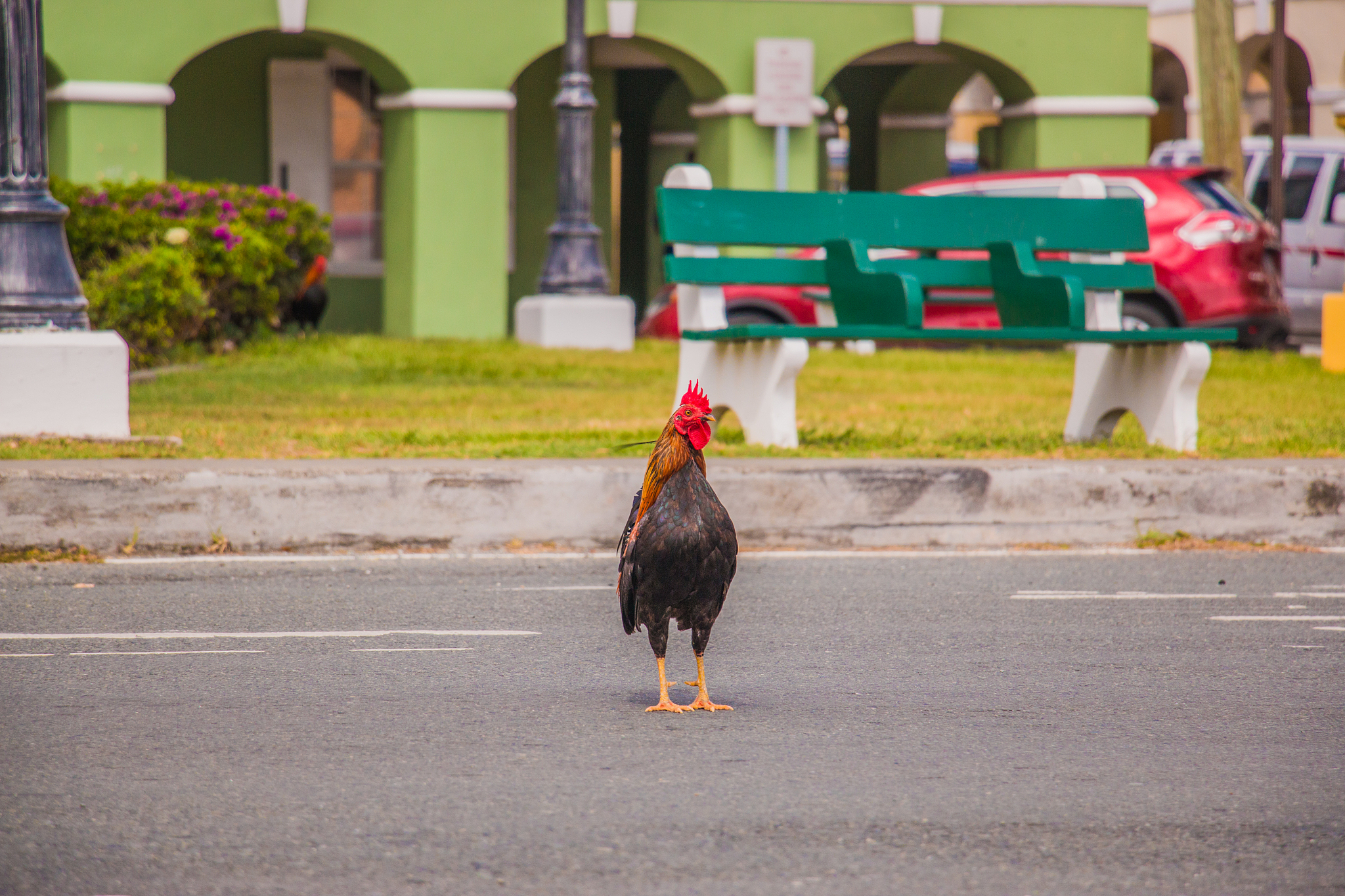 chicken road