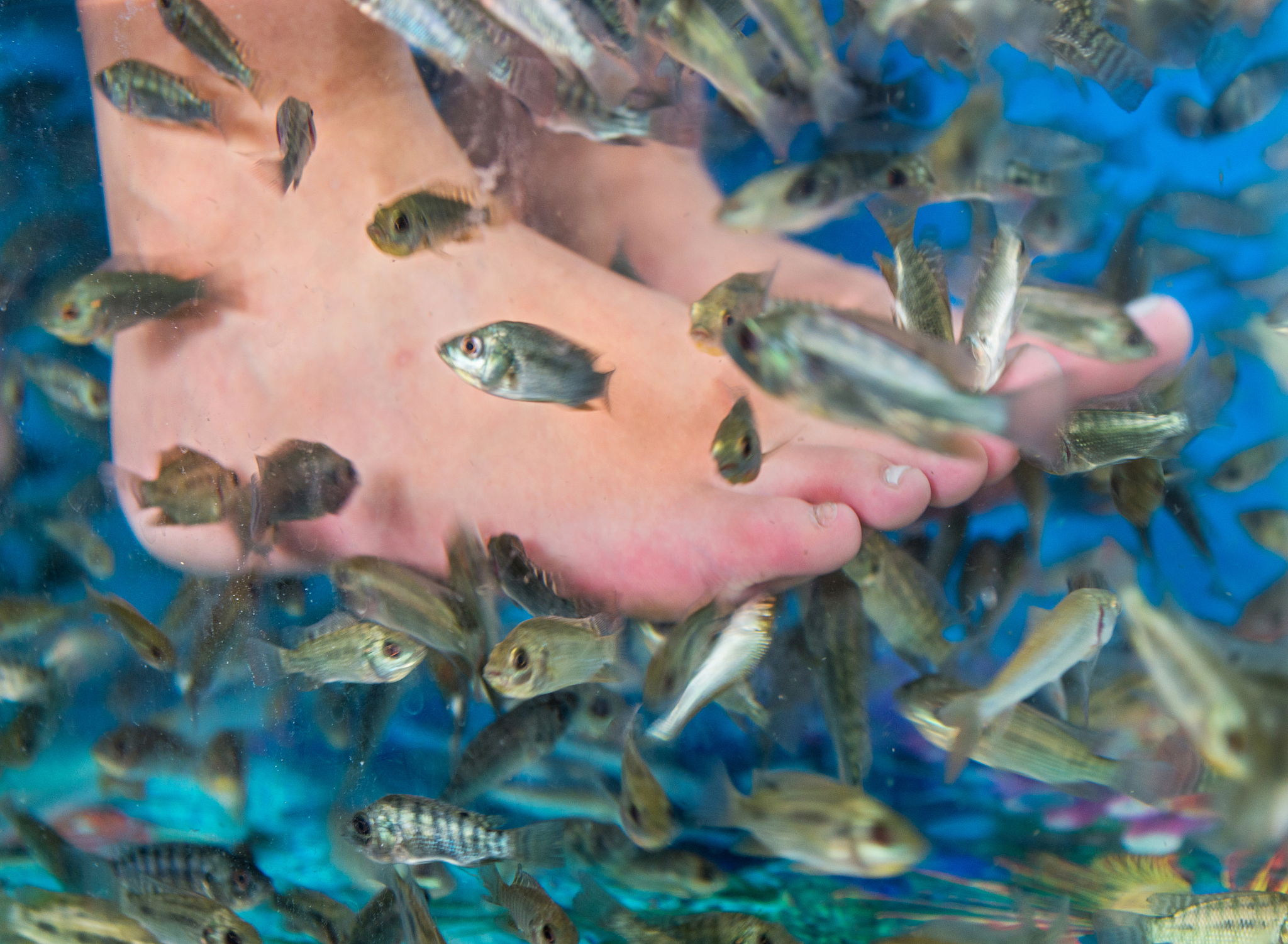 fish spa treatment