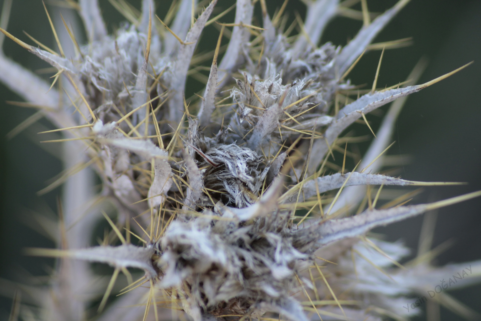 草麻黄：药用价值、临床应用及安全性研究综述