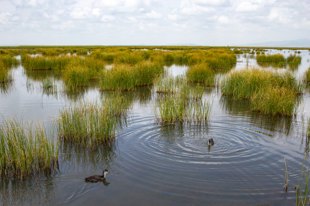 湿地与滨海湿地的历史与现状