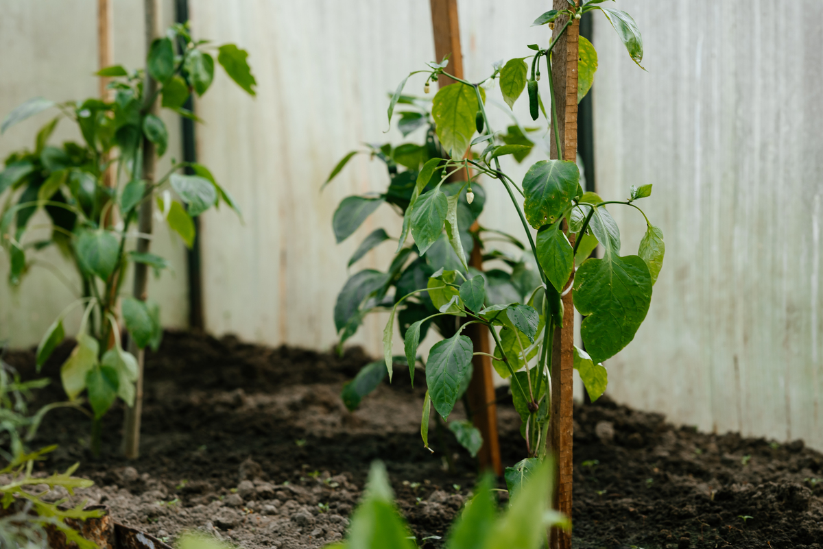 干旱胁迫对幼苗和成苗荚果的影响
