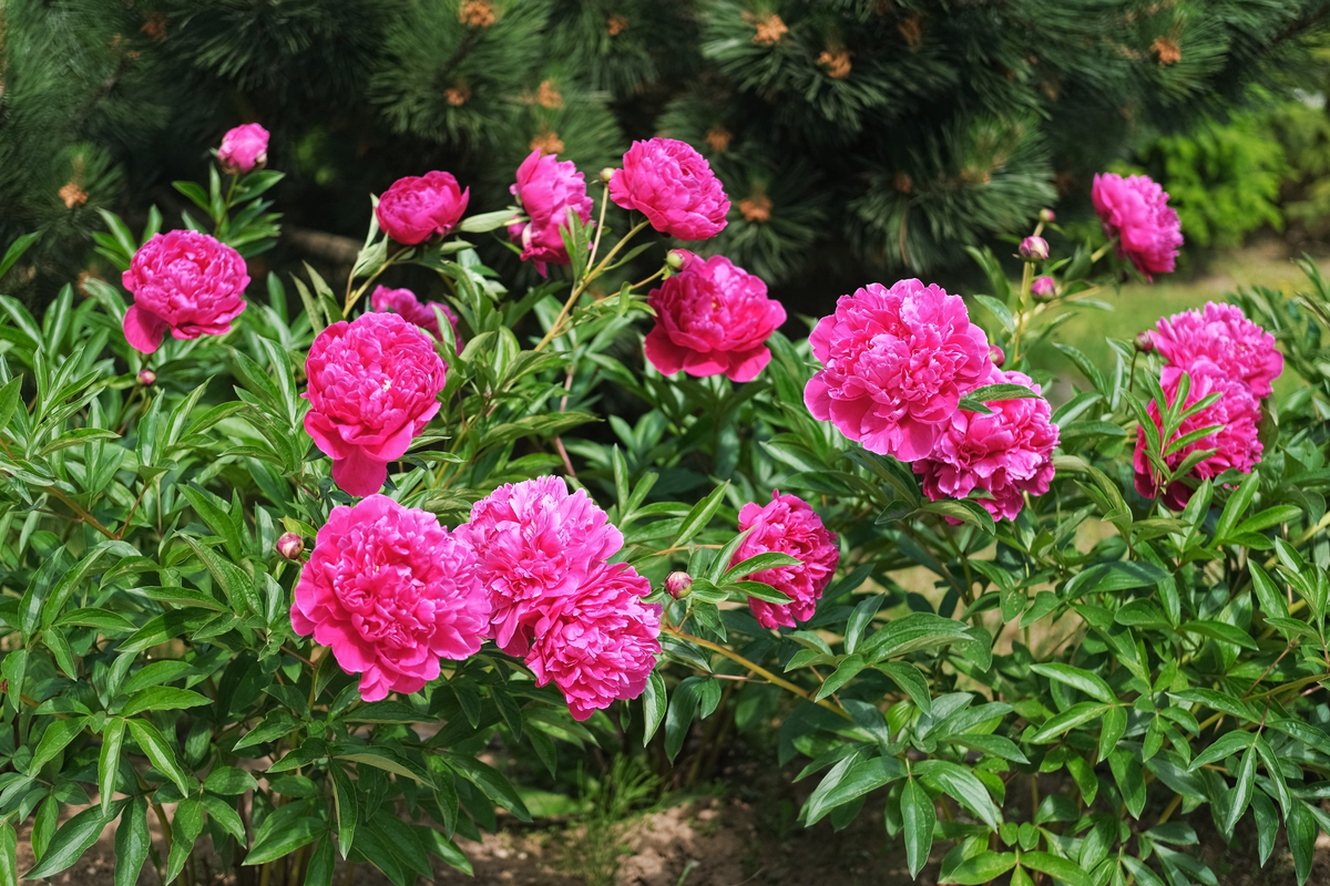 芍药什么时候种植最好如何挑选品种2000字