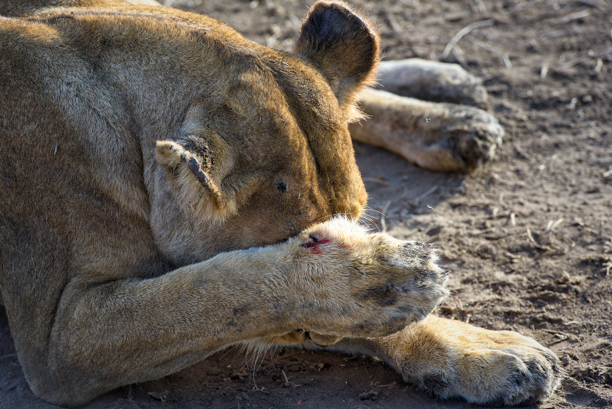herd of lionesses with their cubs resting after a hard night of 