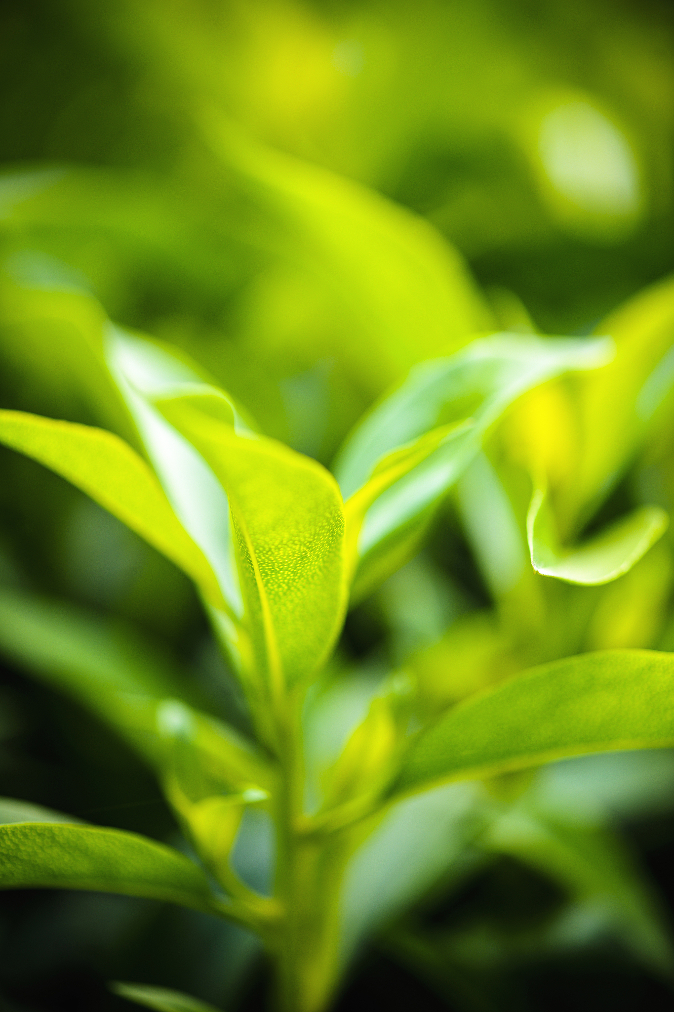 叶绿素含量升高和吸光度降低有可能吗