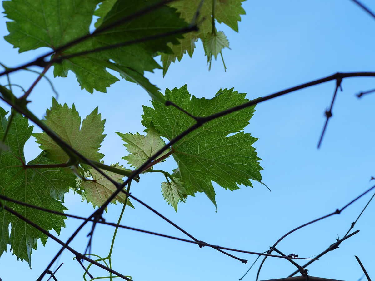 贵州省农业中专学校动物医学专业就业方向：未来发展趋势与职业选择