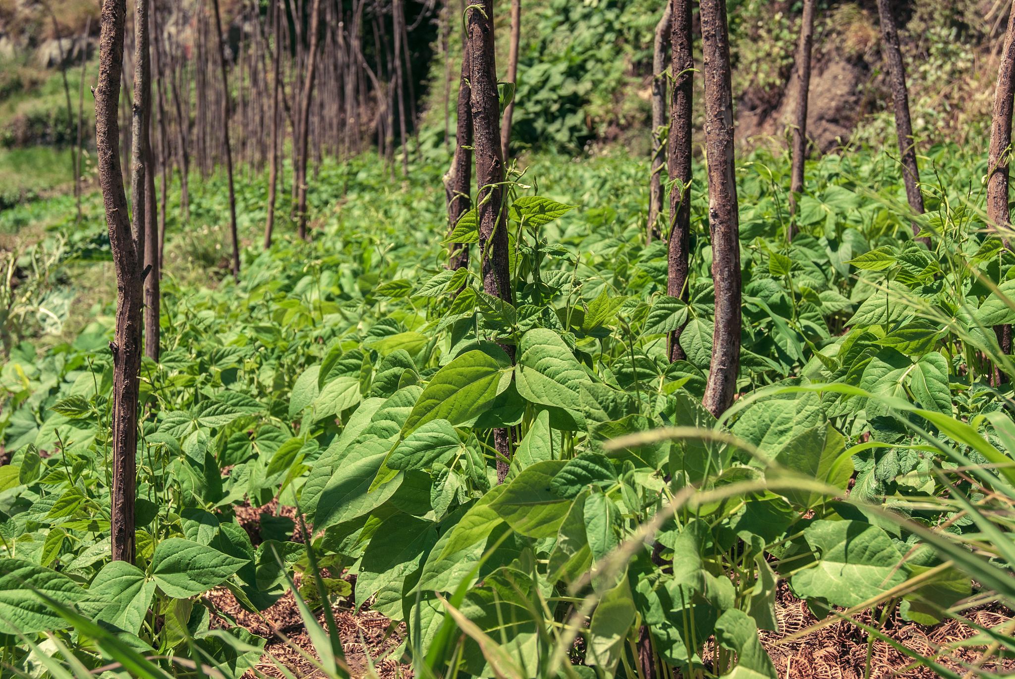 green bean plantation growing stakes field madeira island