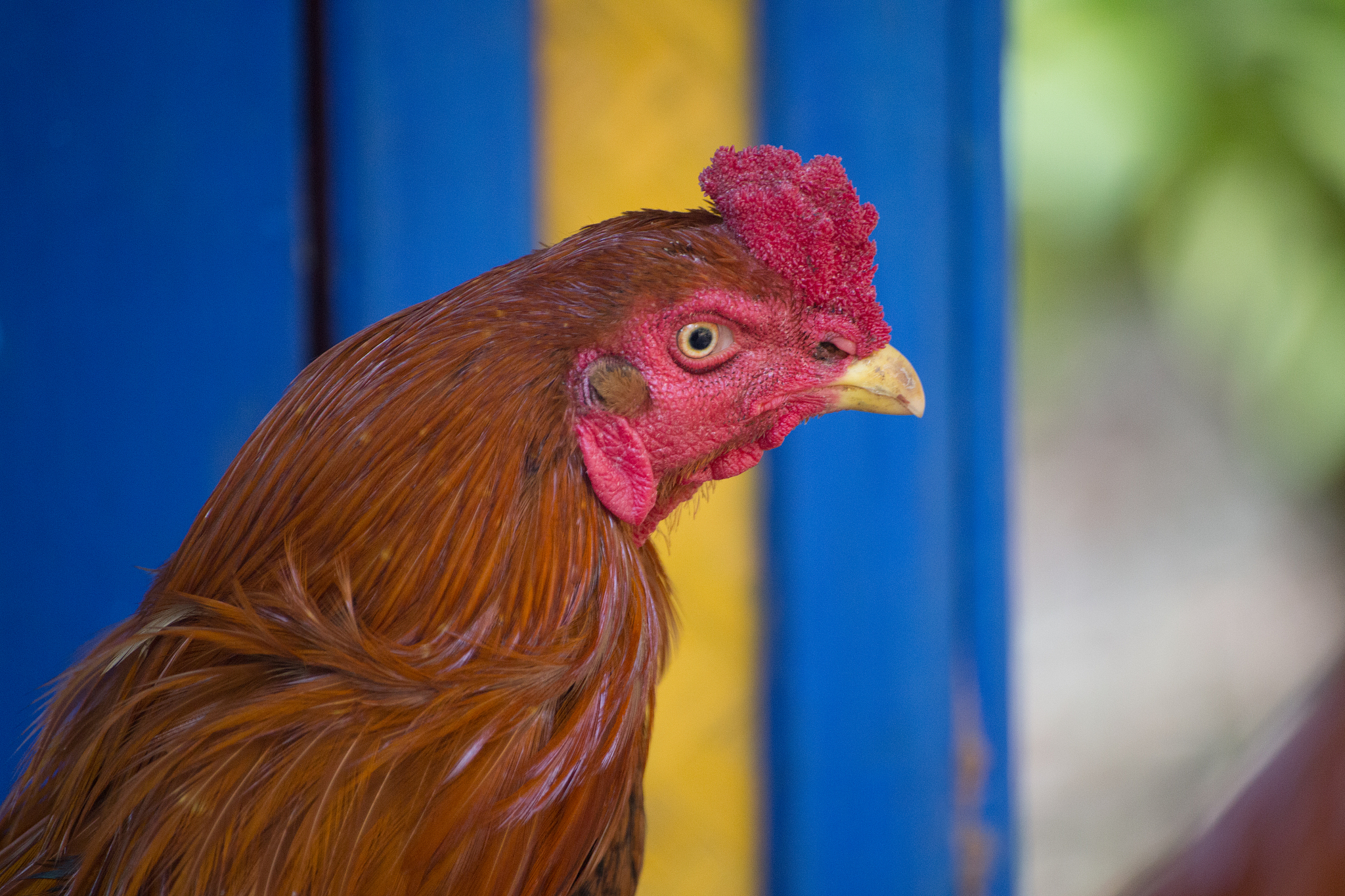 chicken