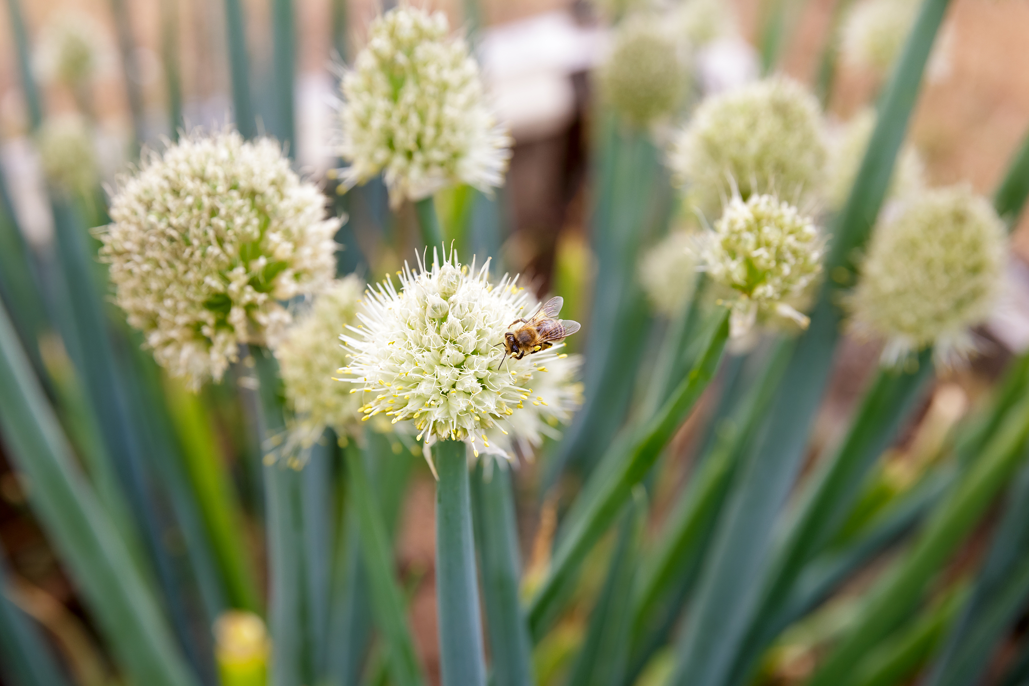 flowers of onion (allium)