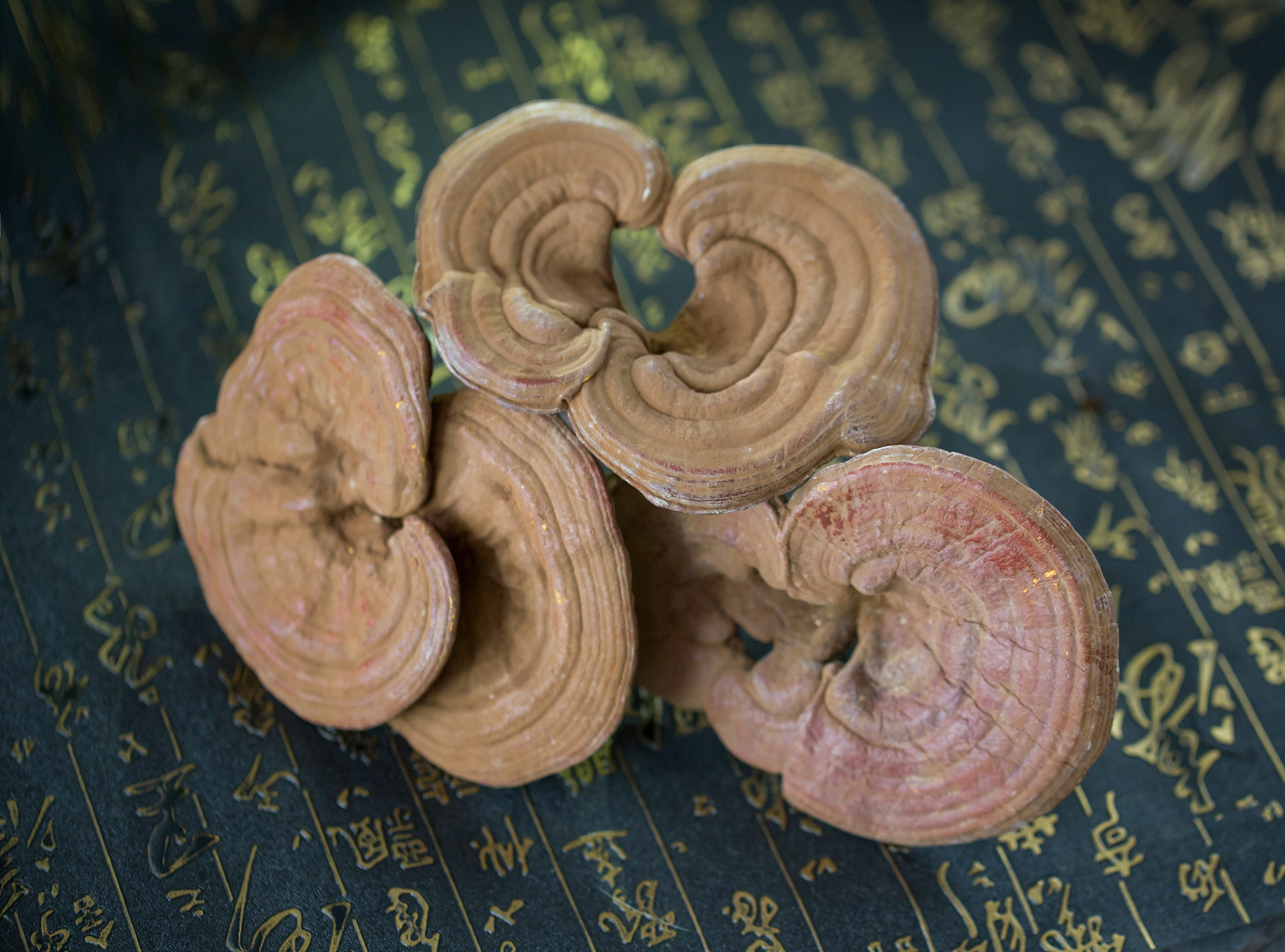 美罗国际菊灵芝（欣舒宁）胶囊：老年人适宜服用吗？