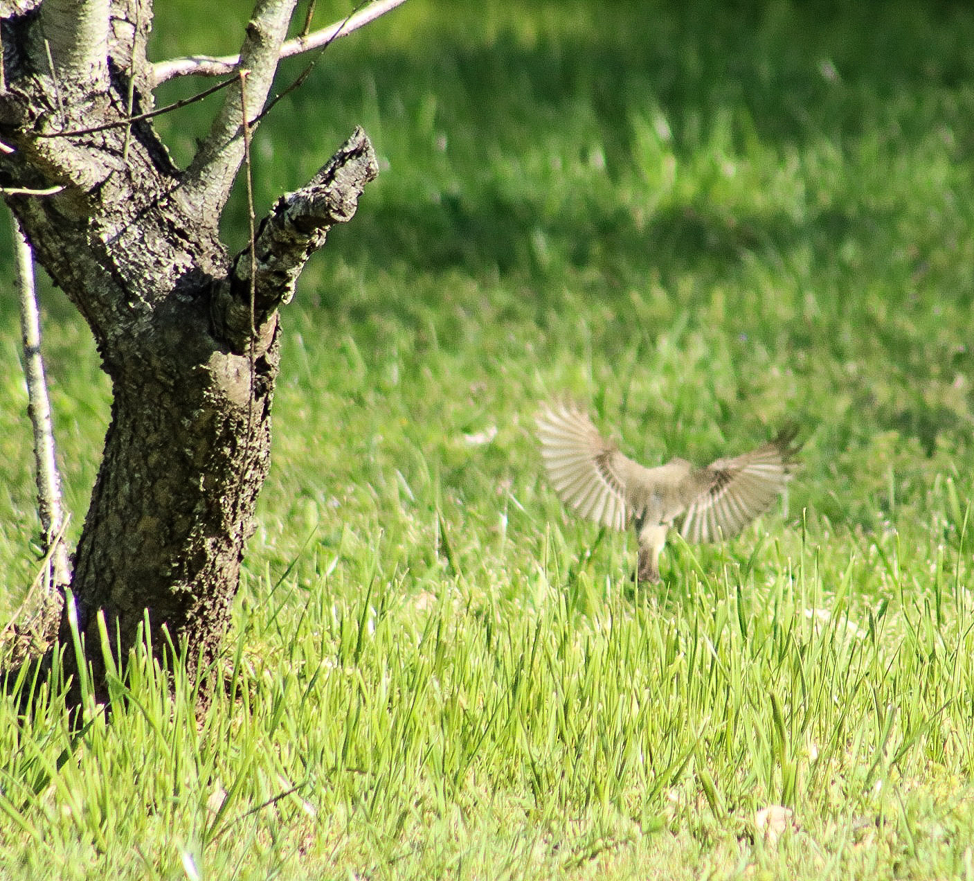 关于春天杨絮的故事