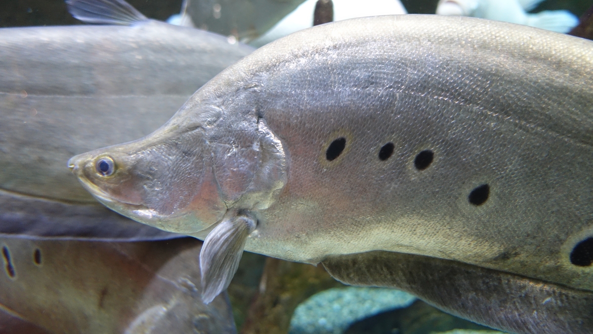 鱼类会发出声音吗？揭秘鱼类发声的秘密