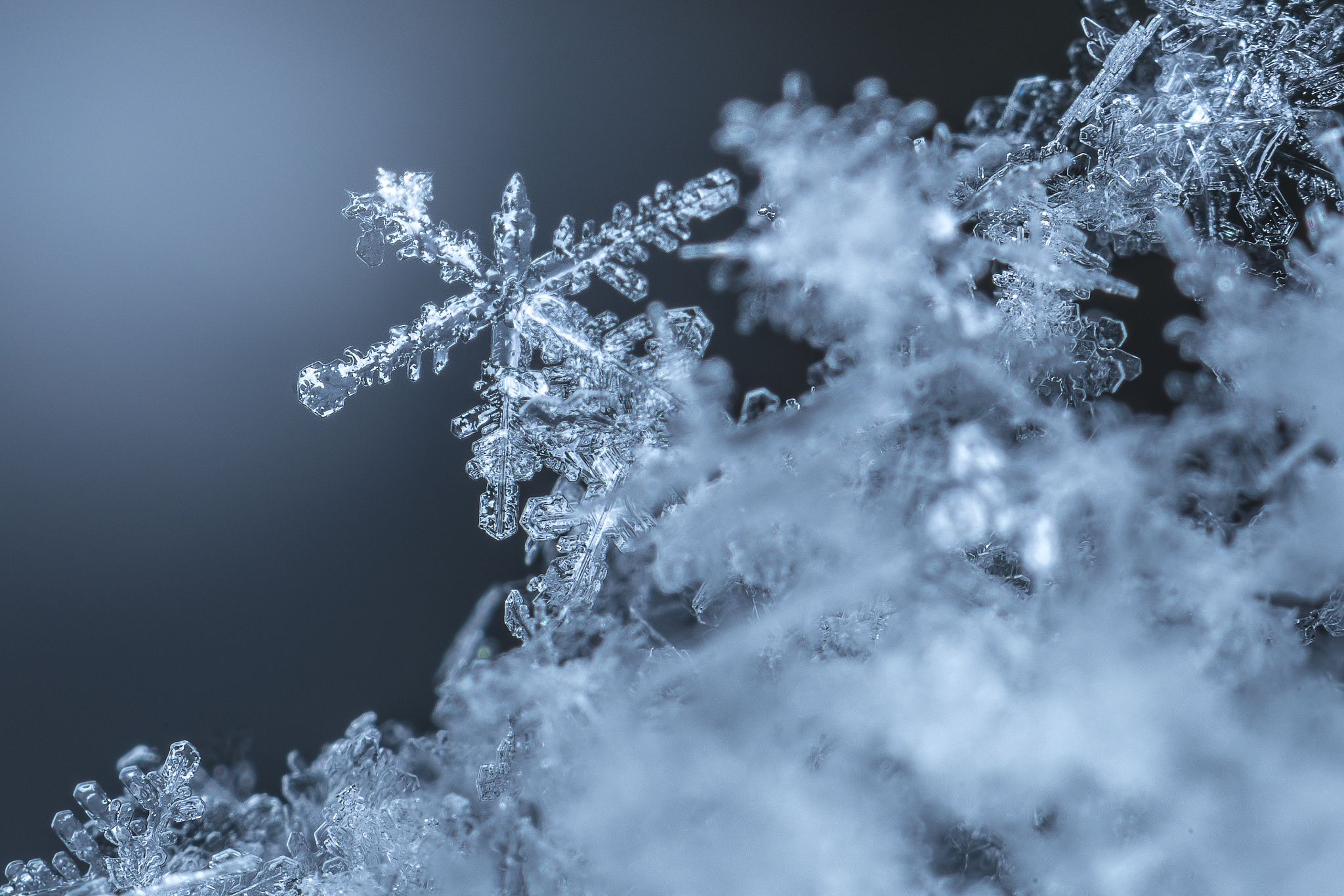 以飘雪写一篇800字的文章