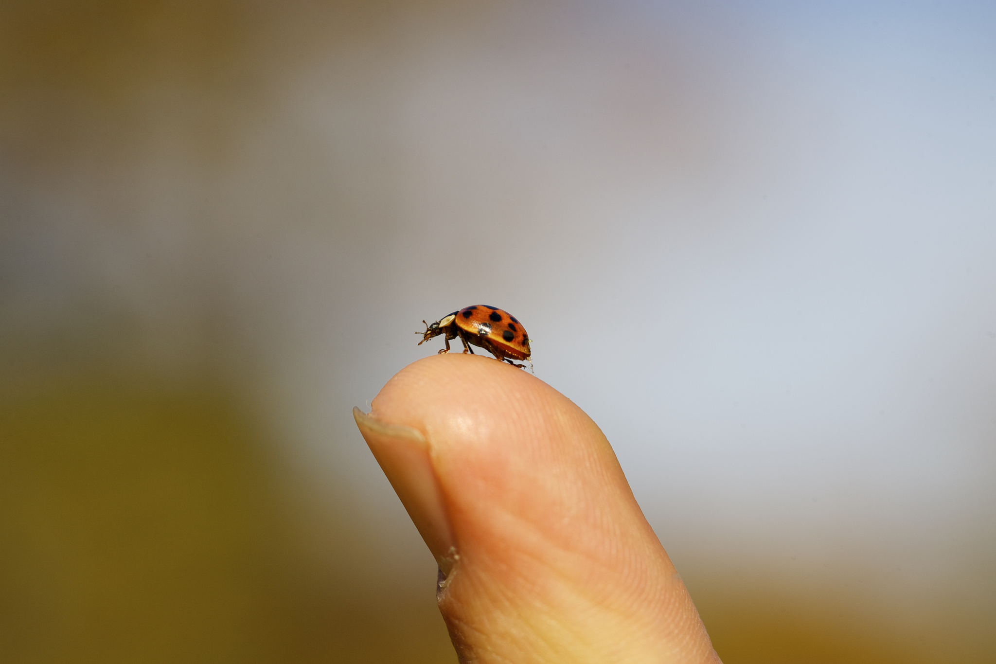 ladybug gets a nice view.