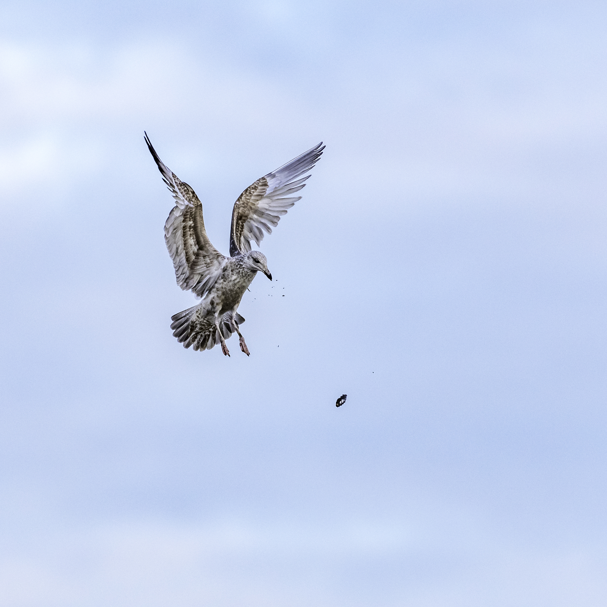 Mesmerizing Bird Scene: A Symphony of Flight and Color