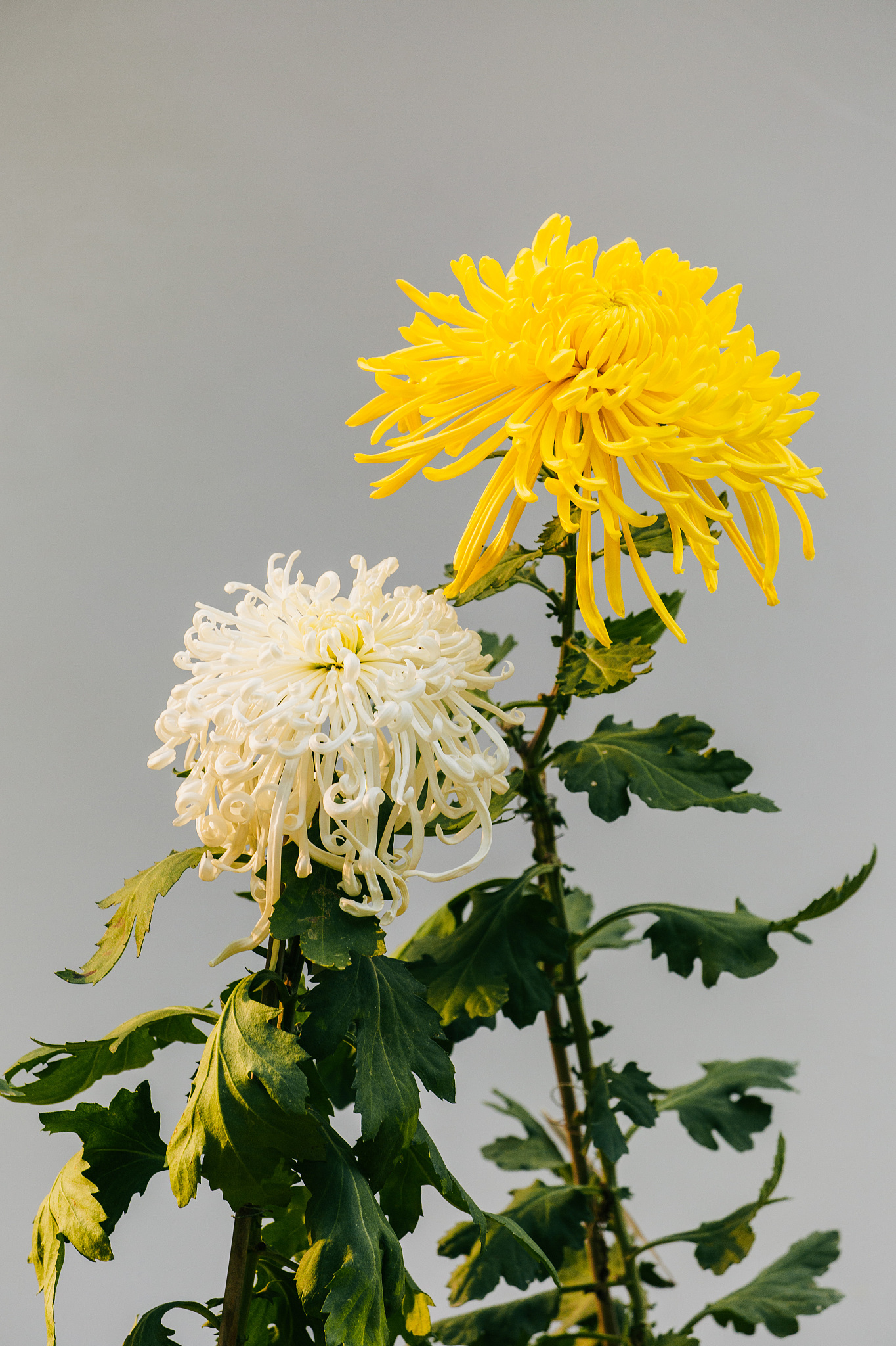 清明扫墓用什么颜色的菊花？白色和黄色最常见