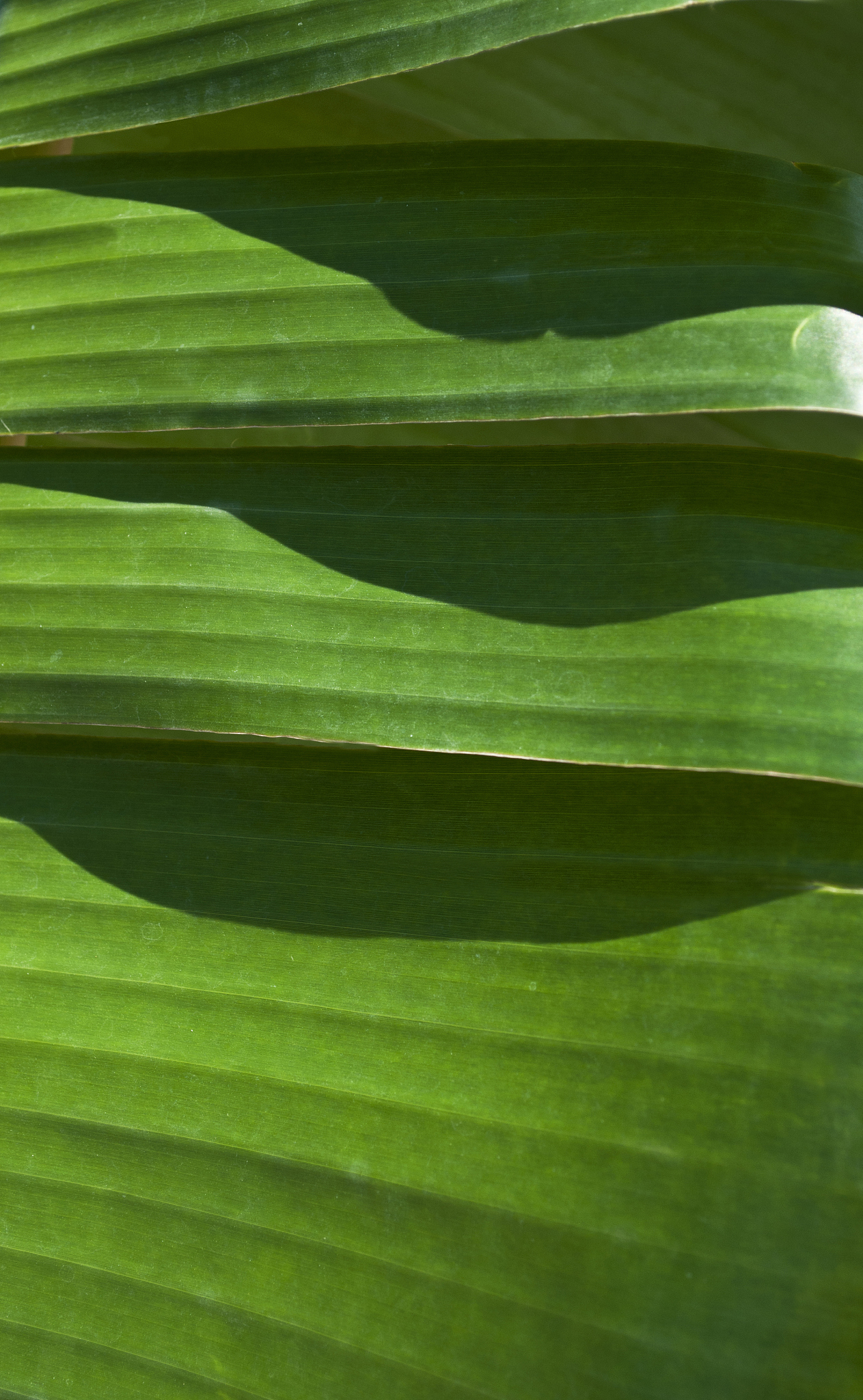 banana leaf background