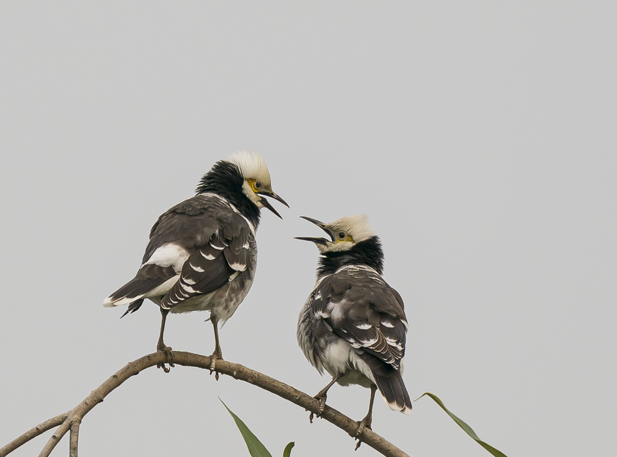 帮我写二十条土味情话有反转的那种