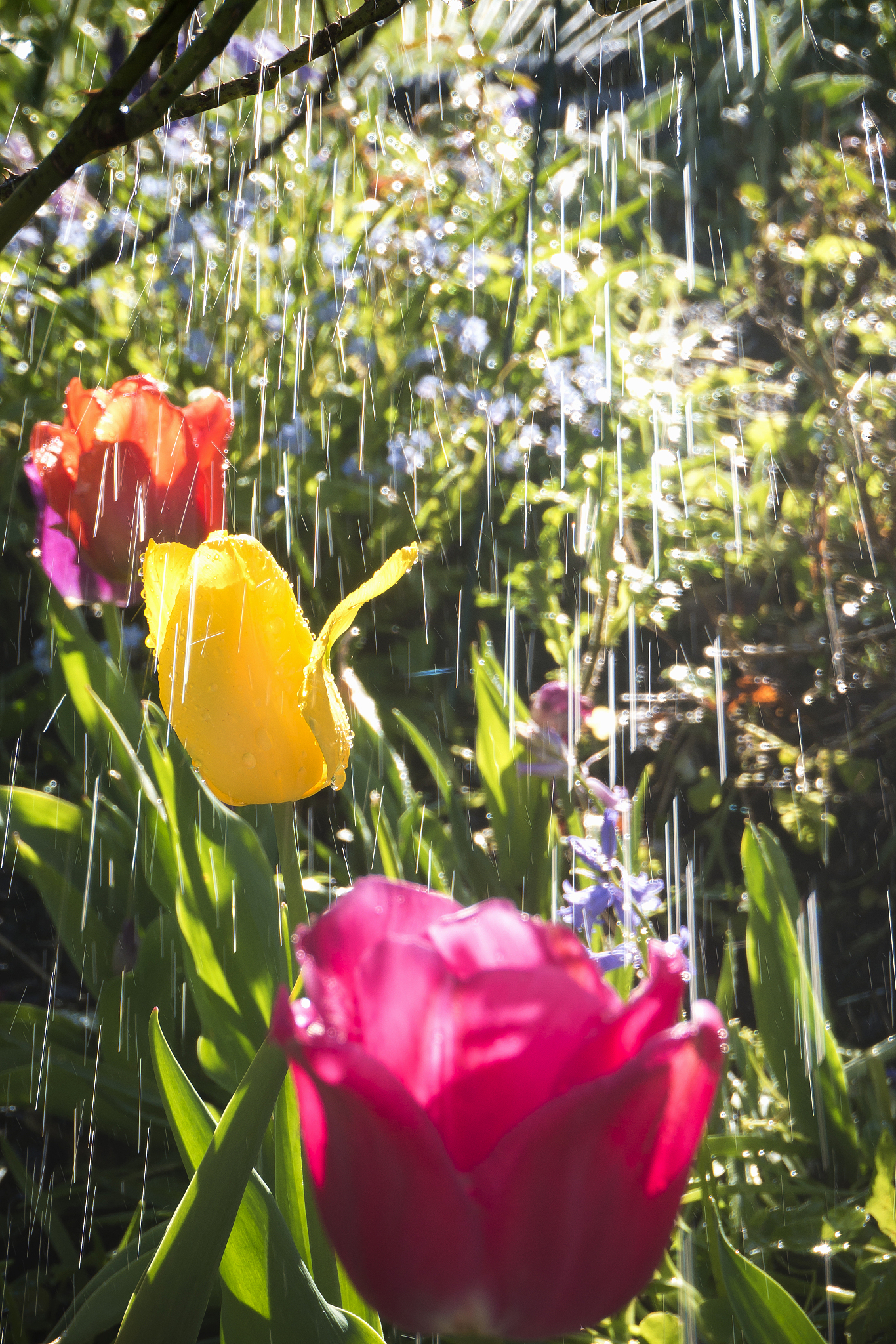 下雨天，鲜花更美！