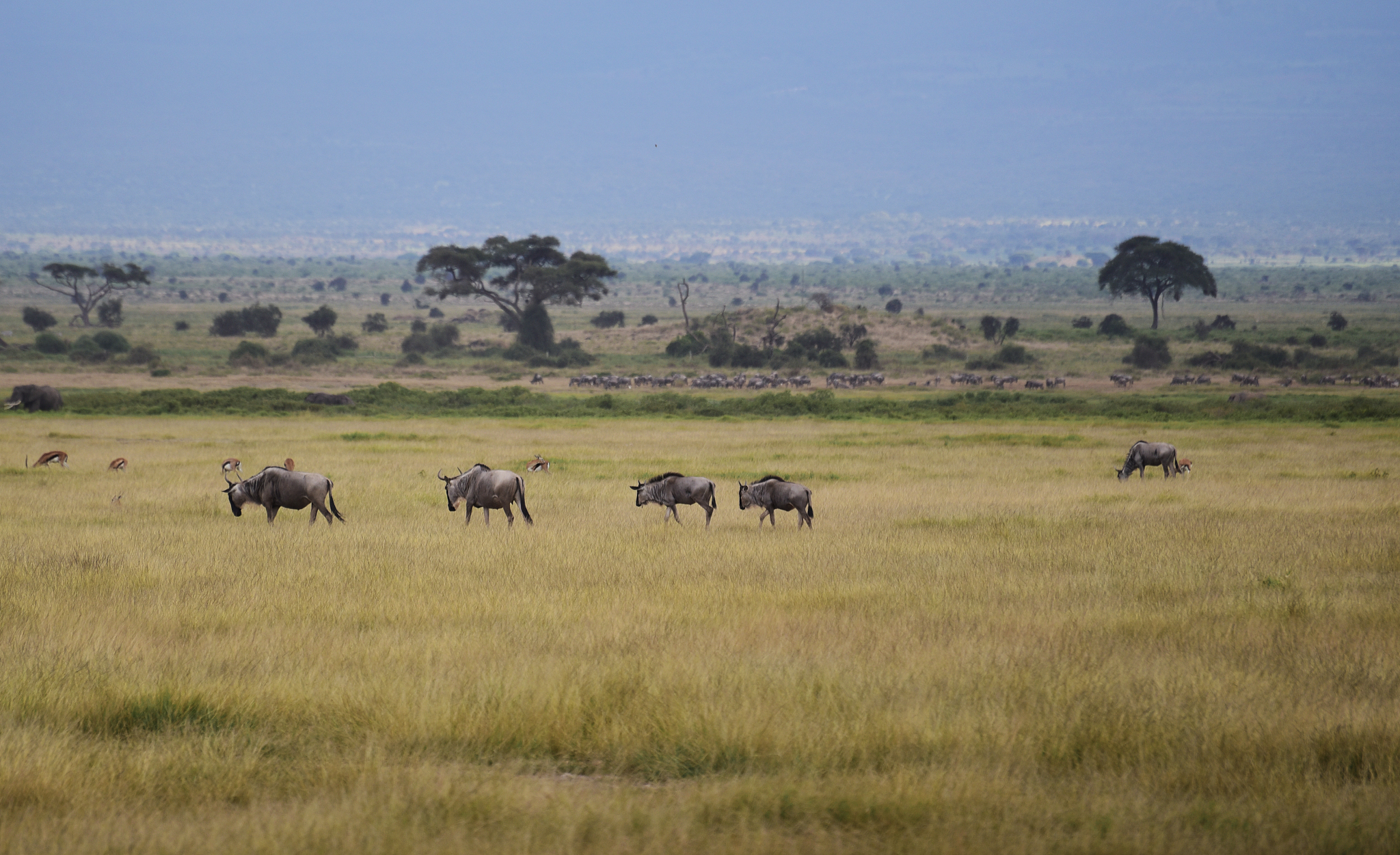 the savannah ....africa...!