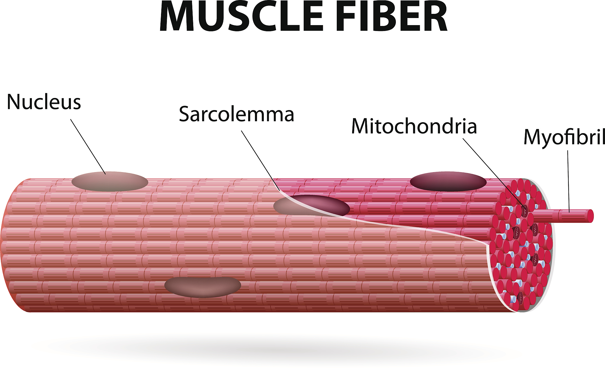 肌球蛋白交联：肌肉收缩的关键机制