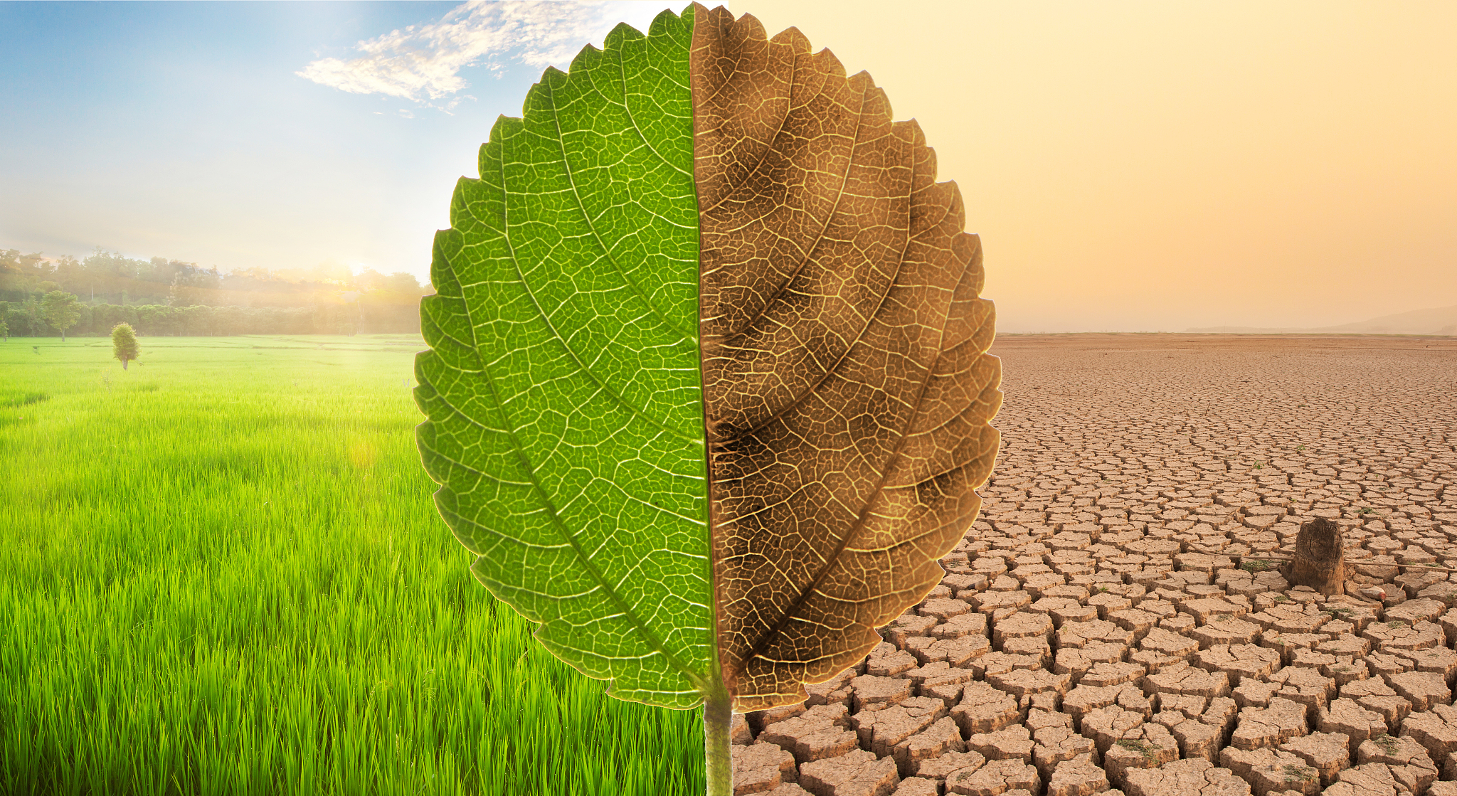 全球变暖威胁粮食安全：探究植物物候与产量对气候变化的响应