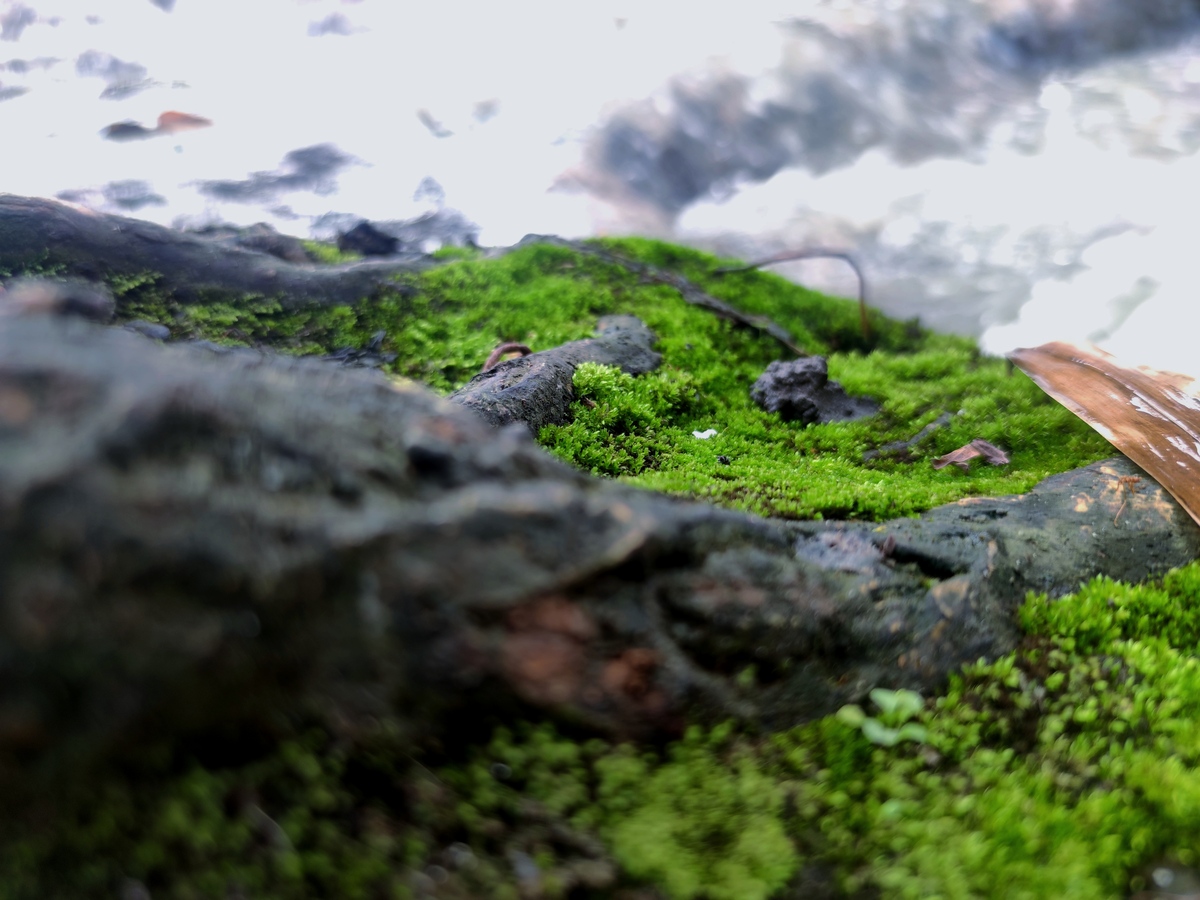 苔藓缸层布置技巧：打造自然生态景观