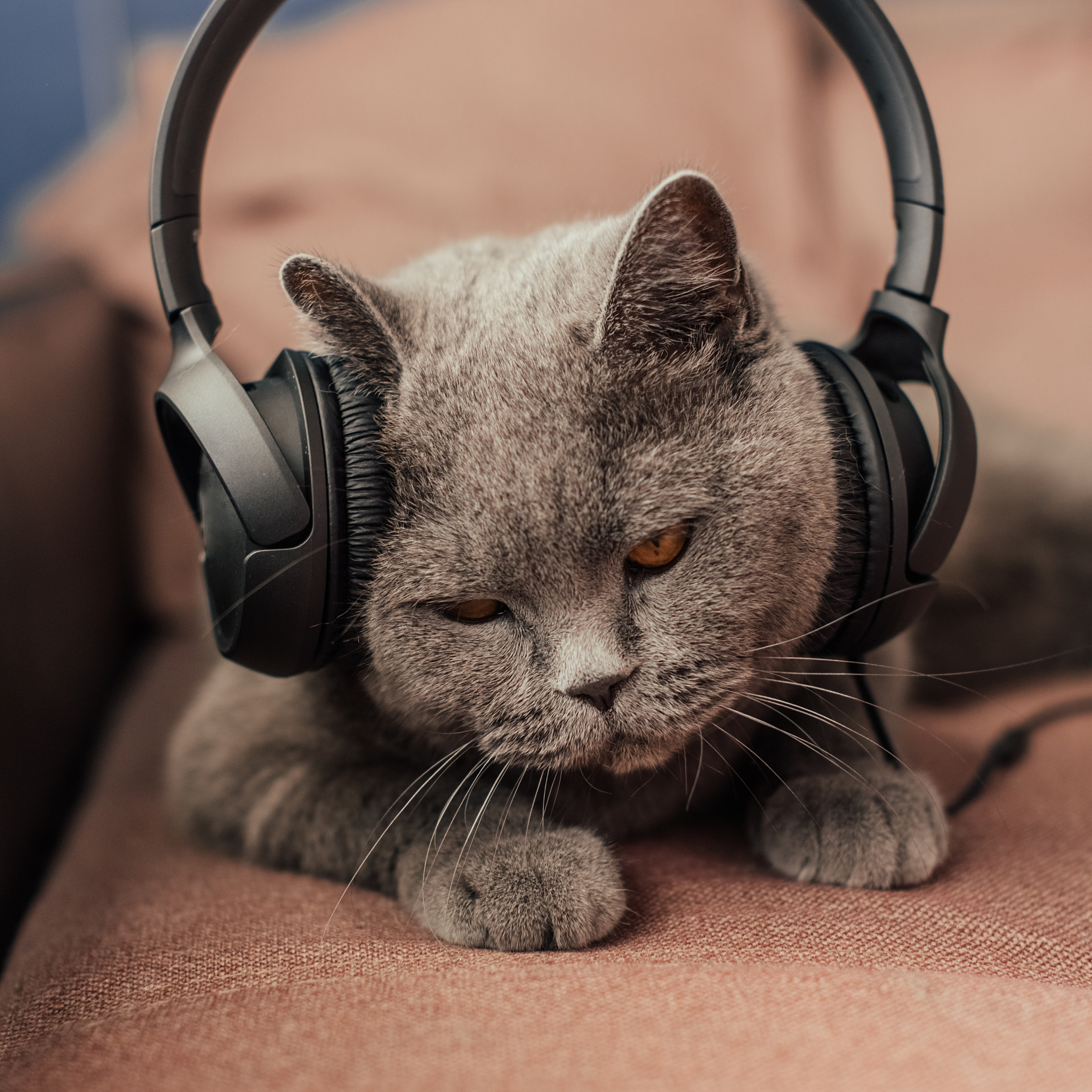 卡通猫咪蓝牙耳机：高颜值可爱耳塞，通话音乐两不误