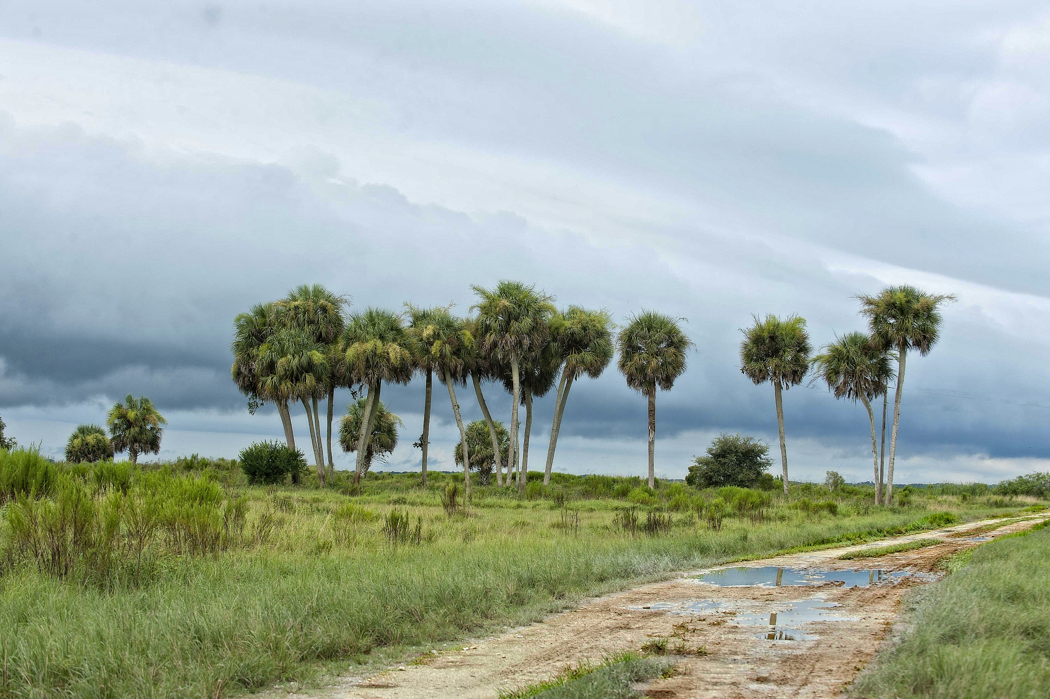 a country road leads past a small grove of palms in rural florid