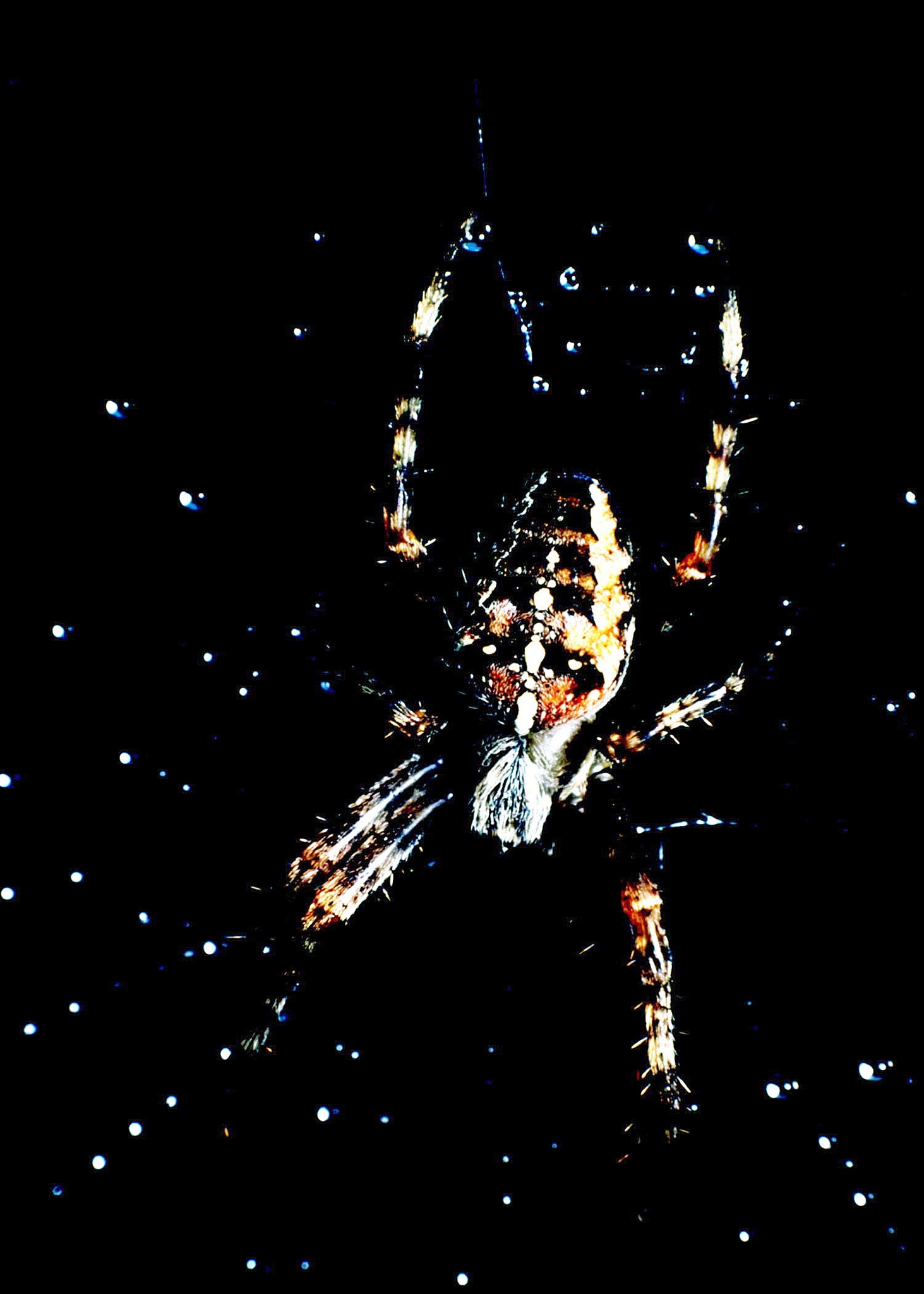 类似朱雀四击还有哪些