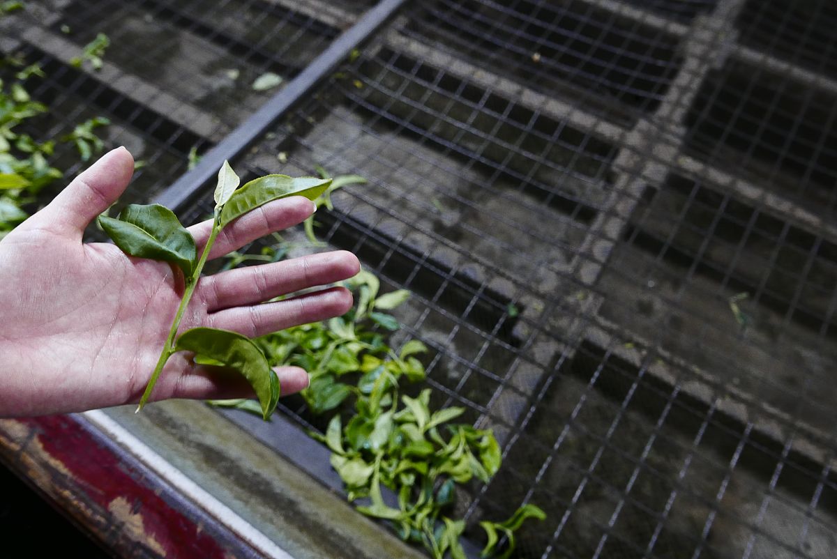 古树生普的韵味