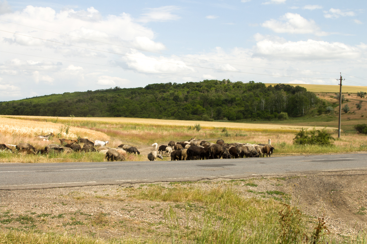 Bacopa monnieri Condensed Tannins: Effects on Lake Sheep Growth and Rumen Microbiota