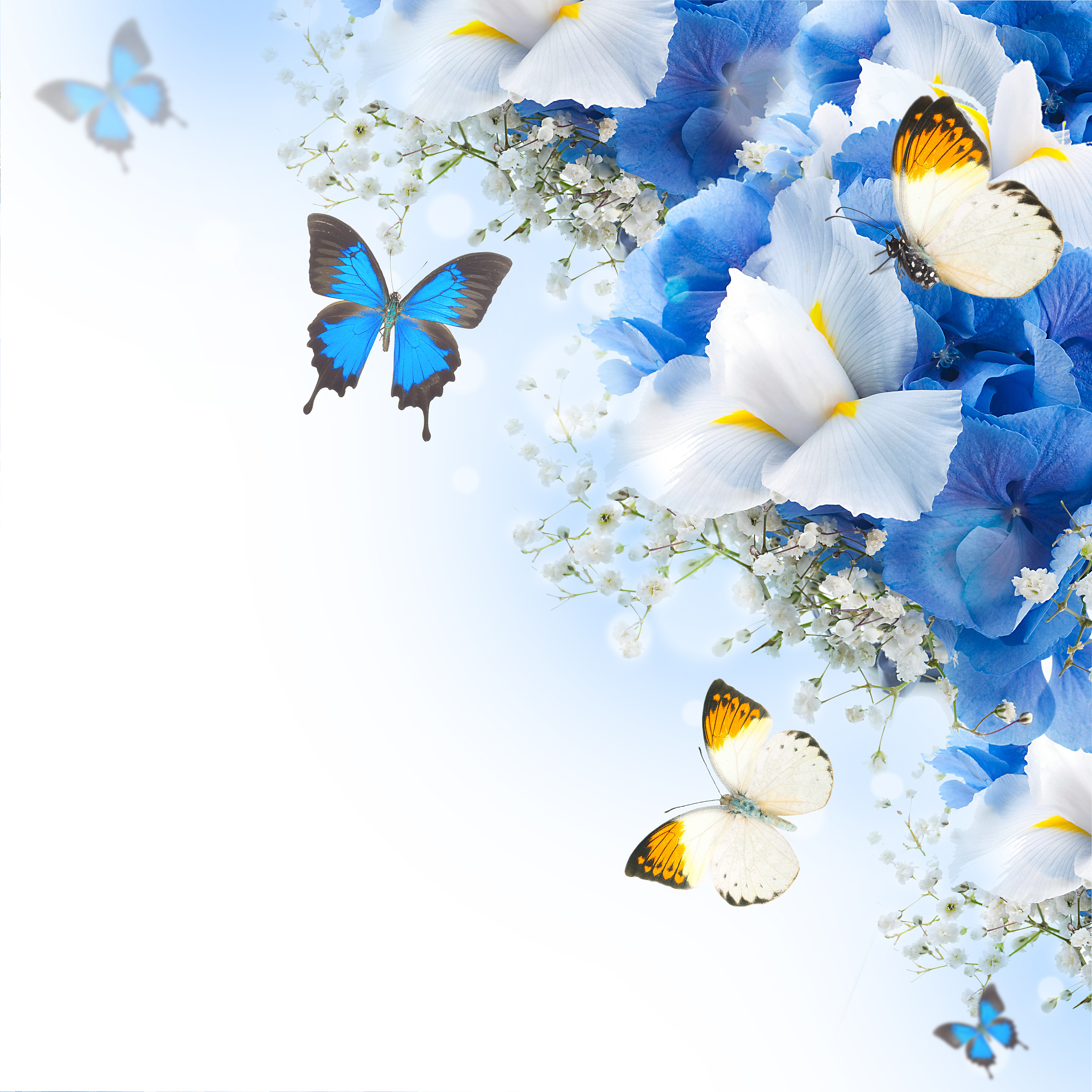 3D Butterfly Wall Decals & Sunflower Wall Decals: Reviews & Testimonials