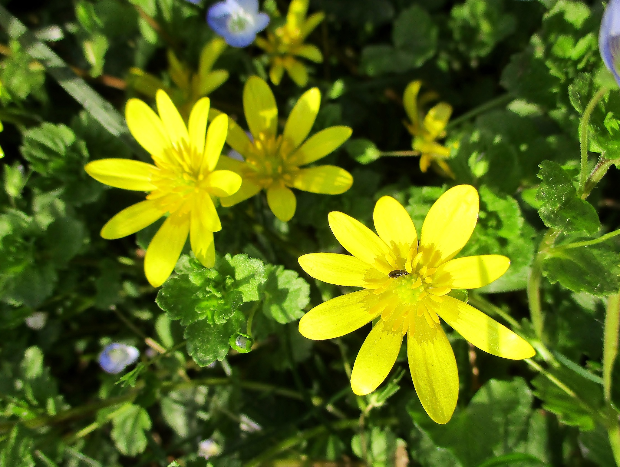 lesser celandine or pilewort (ficaria verna)