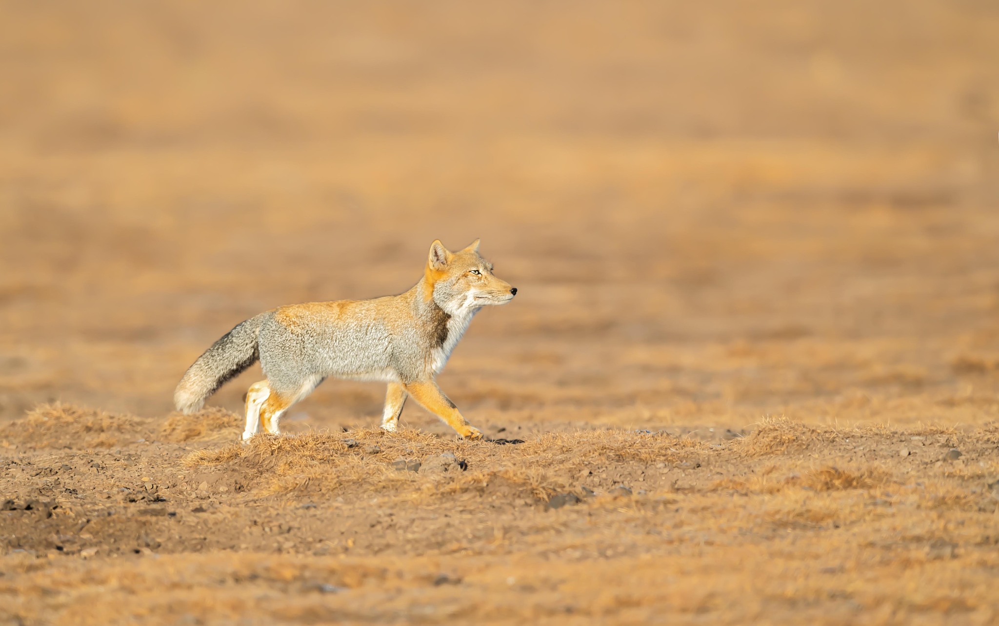 草原生态系统的特点及保护