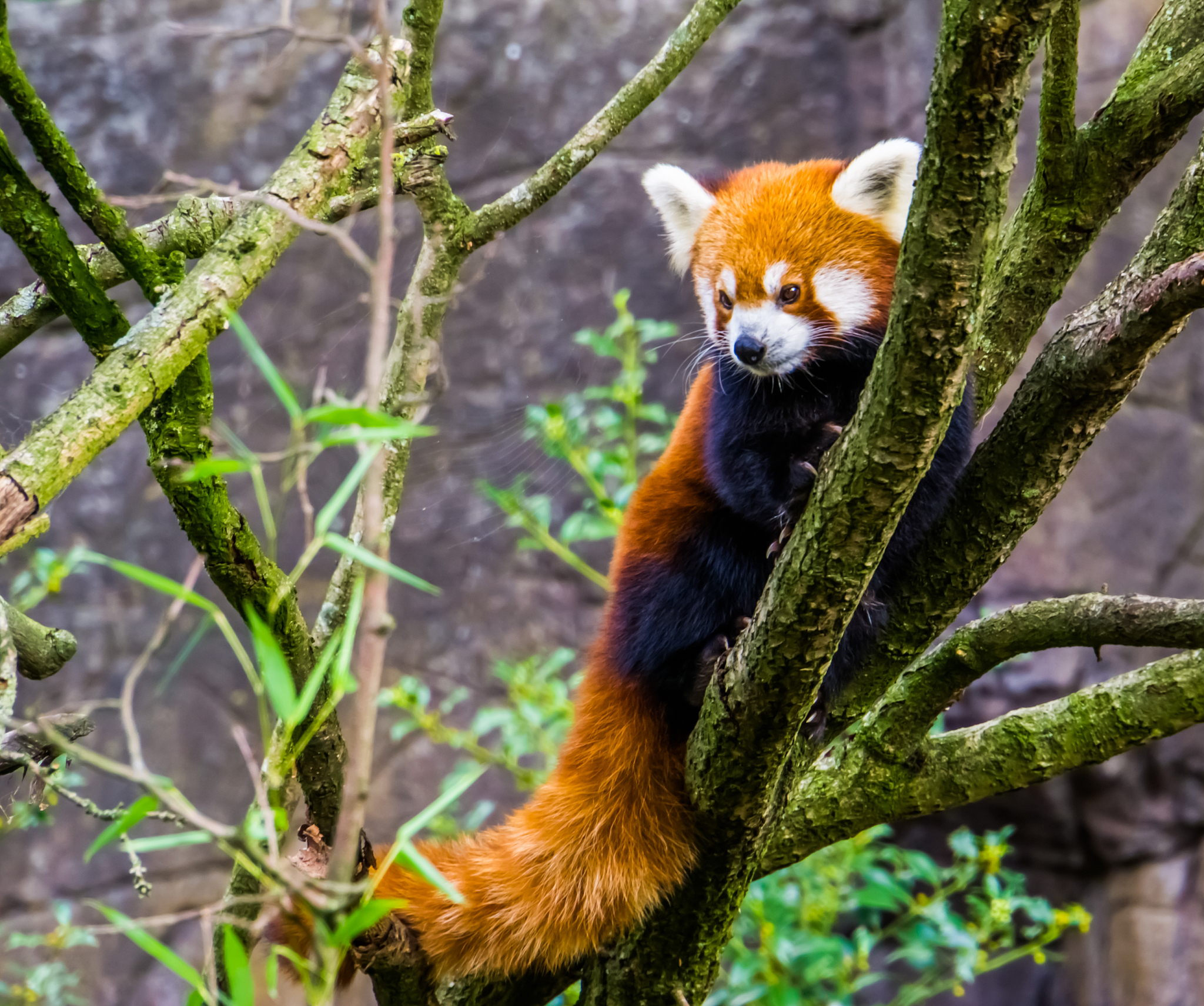 closeup of a red panda climbing in a tree, endangered animal spe