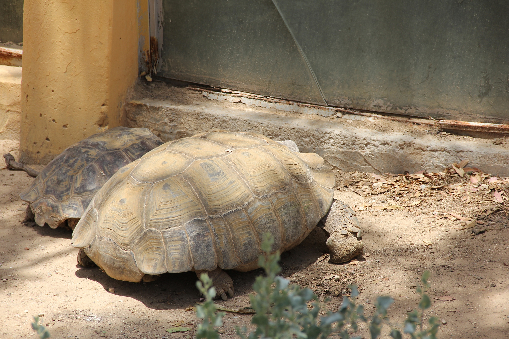 turtles