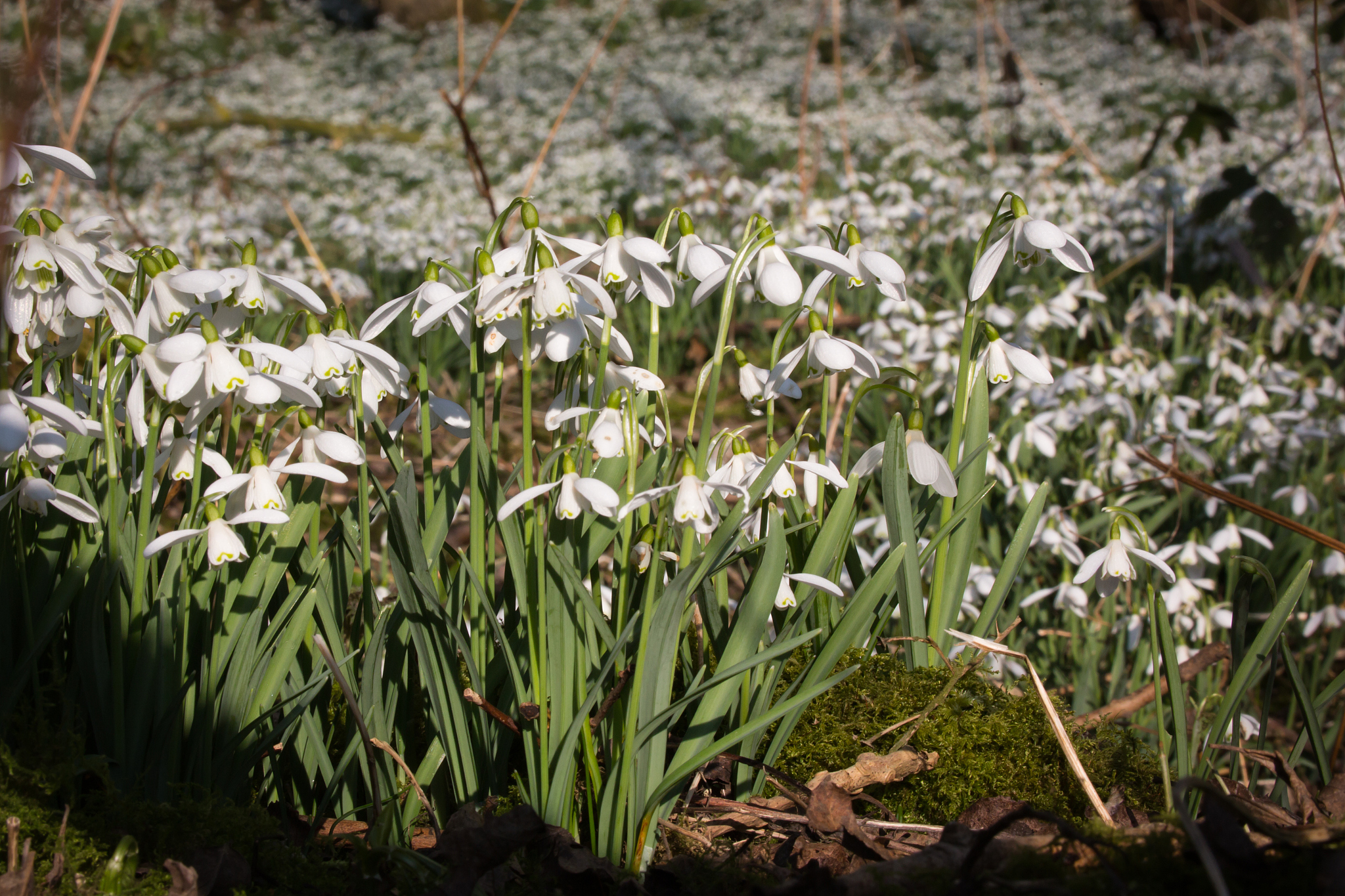 carpet of common snowdrops on the edge of the wood