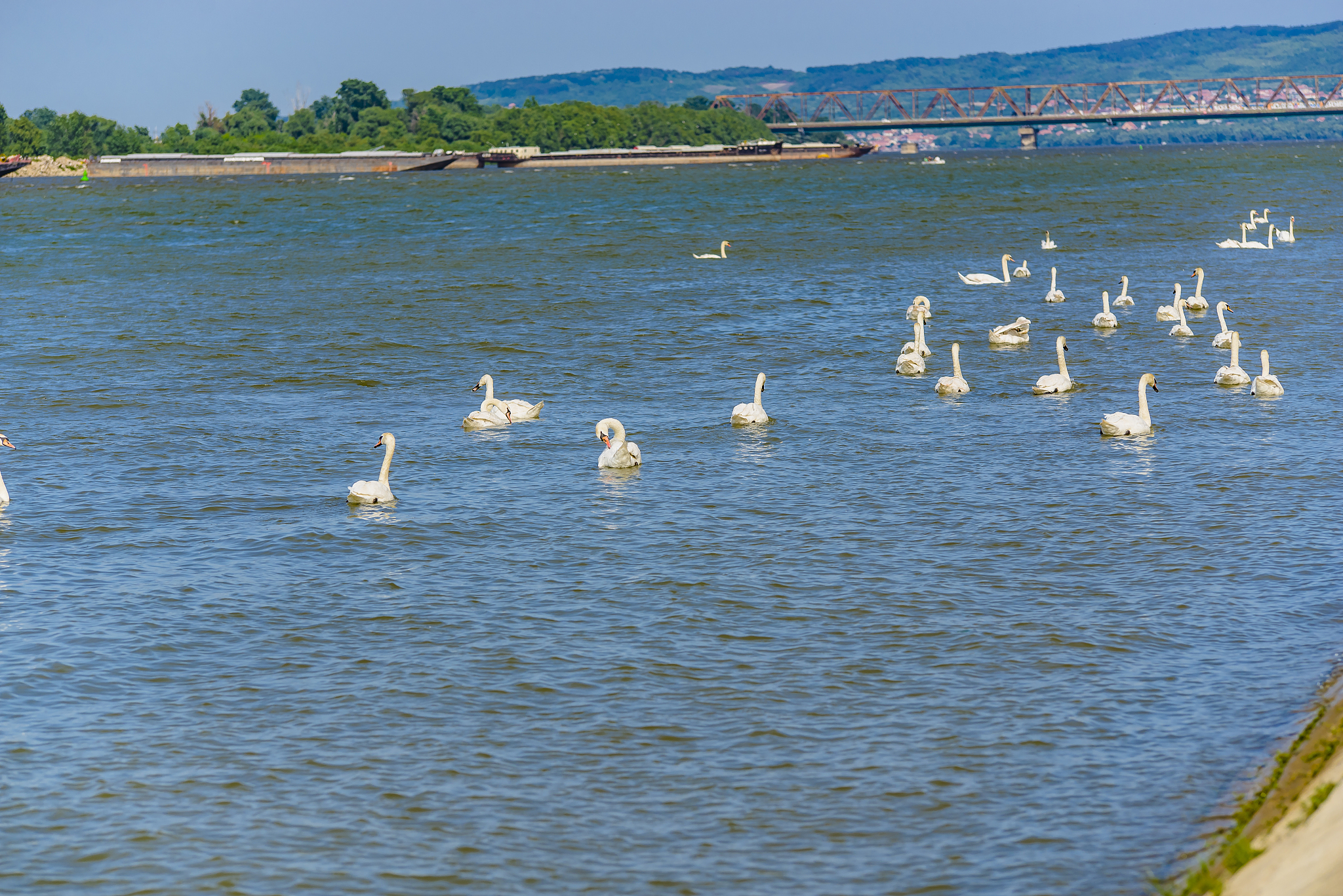 beautiful picture of a swan photographed on the danube river in 