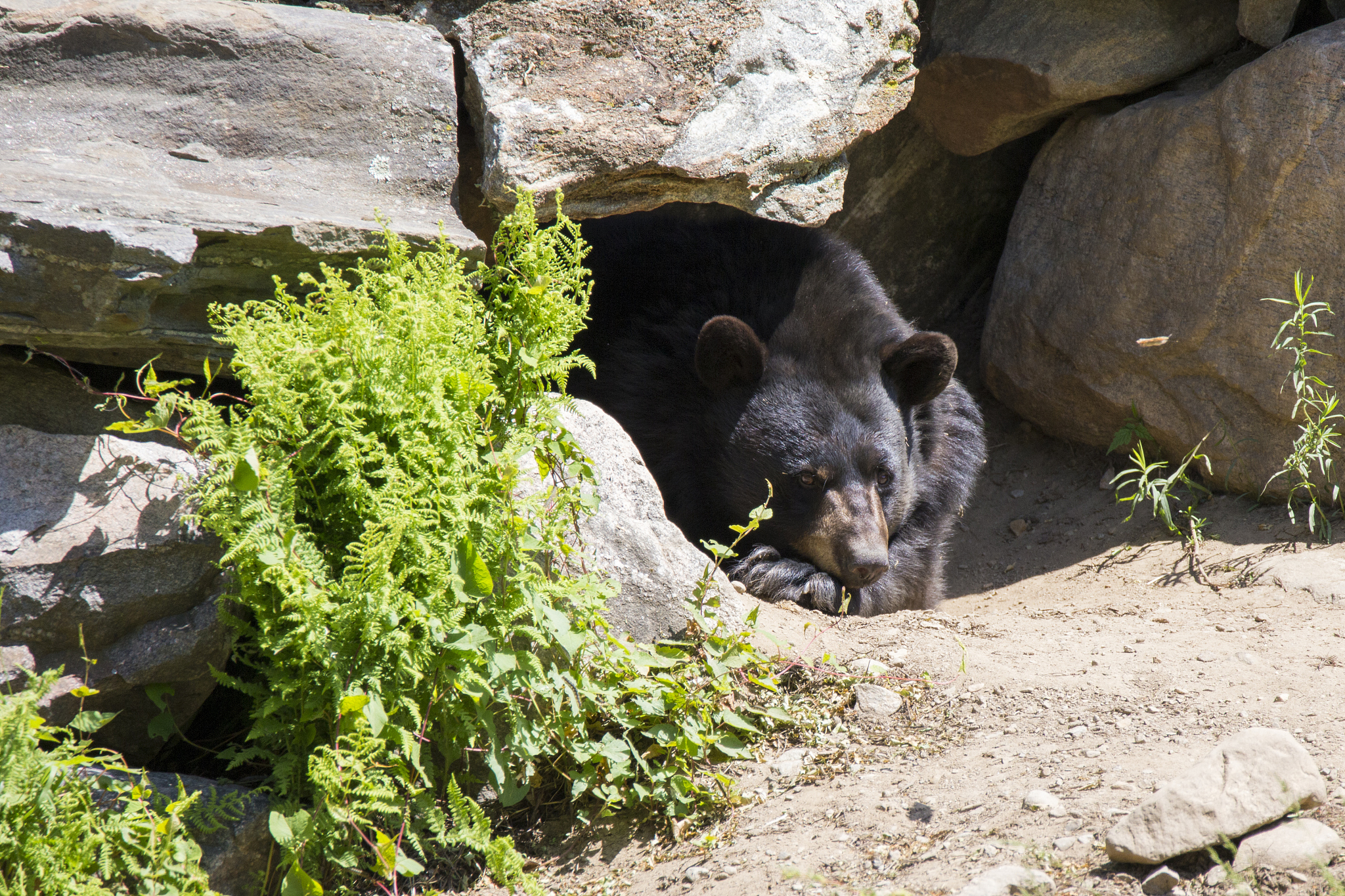 请帮我修改以下内容这棵红浆果灌木上总共有几十个红浆果徐云都摘下来用溪水冲了冲吃了十几个剩下的都放进自己的口袋里。没有包裹简直是不方便不过也没办法只能小心别把浆果挤爆在裤子里了。继续前进。徐云边走着边时不时往嘴里扔一个酸甜的浆果好不惬意。走了不知多久天色渐渐地暗了下来这半天的时间徐云也不是毫无收获的随着他的前行视野中绿色泛起的频率也是越来越高。除了身边一直泛着绿光的溪水之外他还在距离溪水大概四五百米