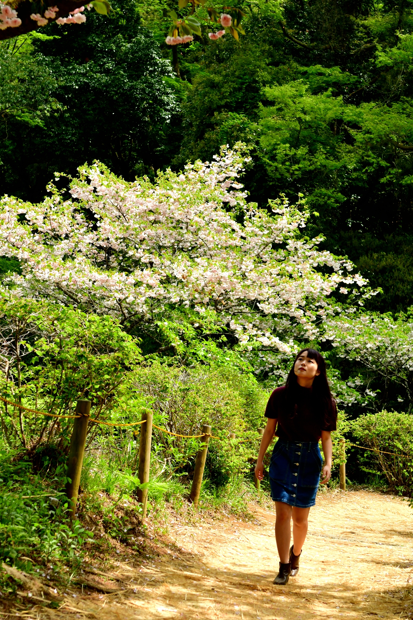 young japanese woman walking in forest with cherry blossom behin