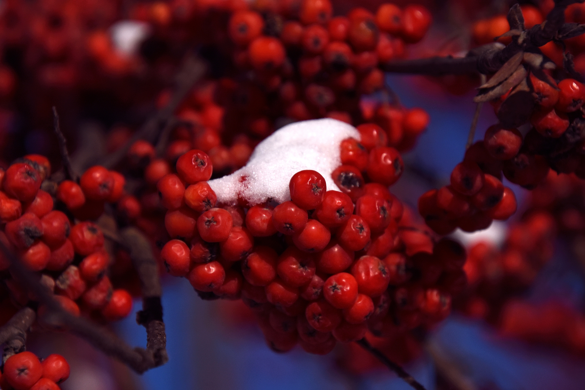 frozen berries on their tree