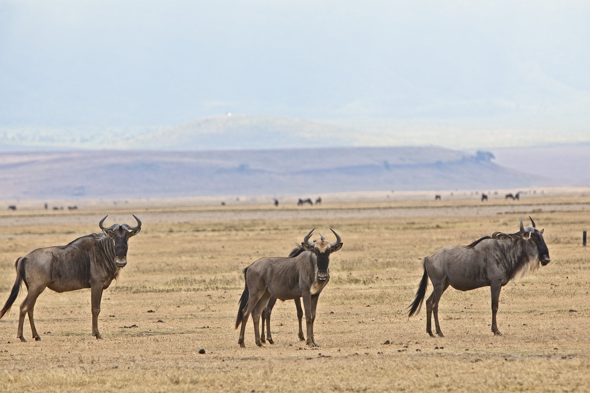 wildebeest in a line looking to camera on the floor of the crate