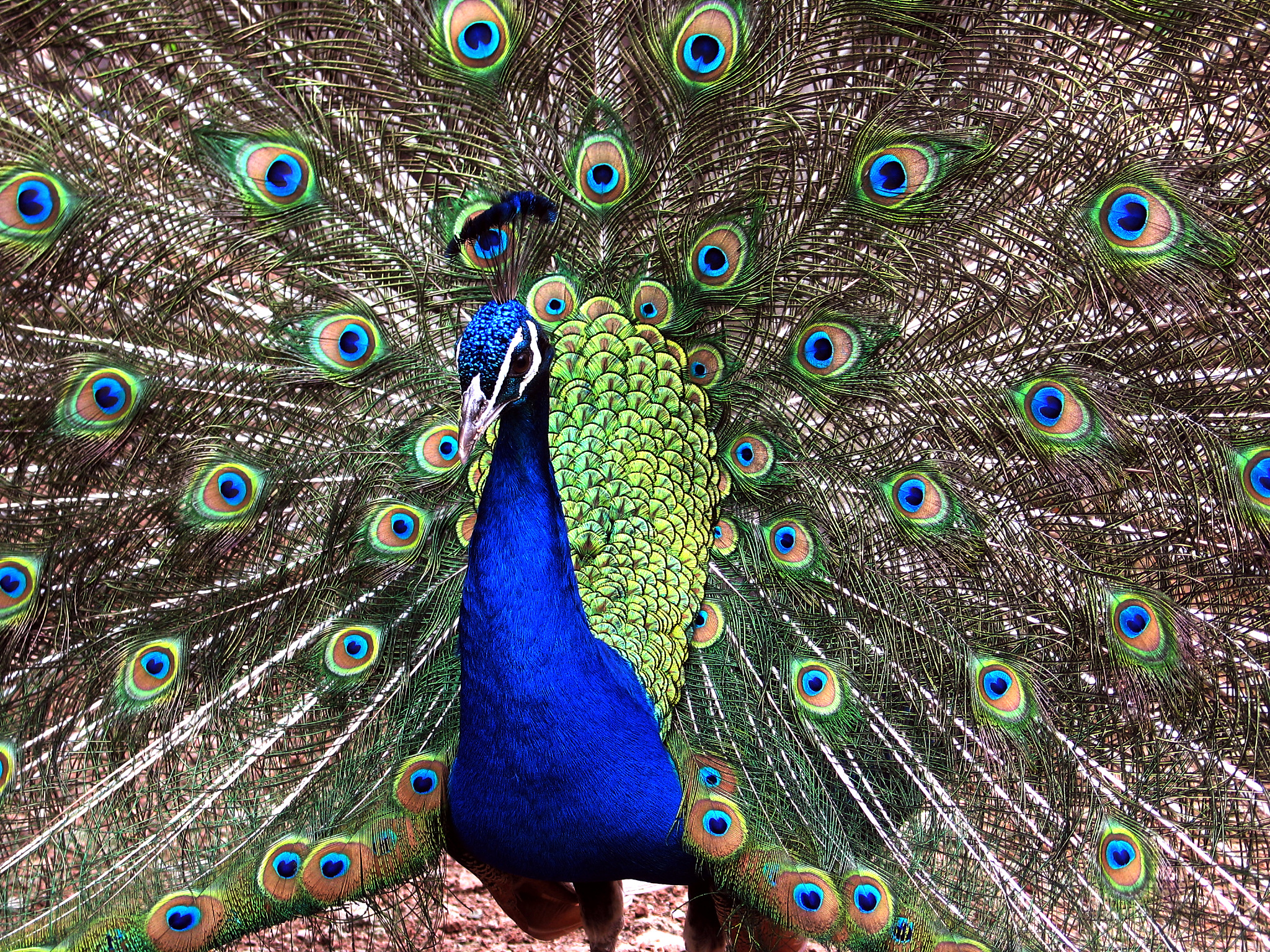 开屏惊艳：探寻孔雀的吉祥寓意，解锁生活中的自信密码