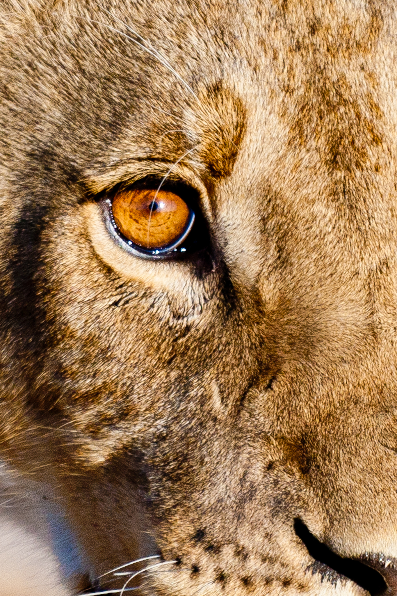 Soul-Piercing Stare: A Photo That Makes You Feel Seen