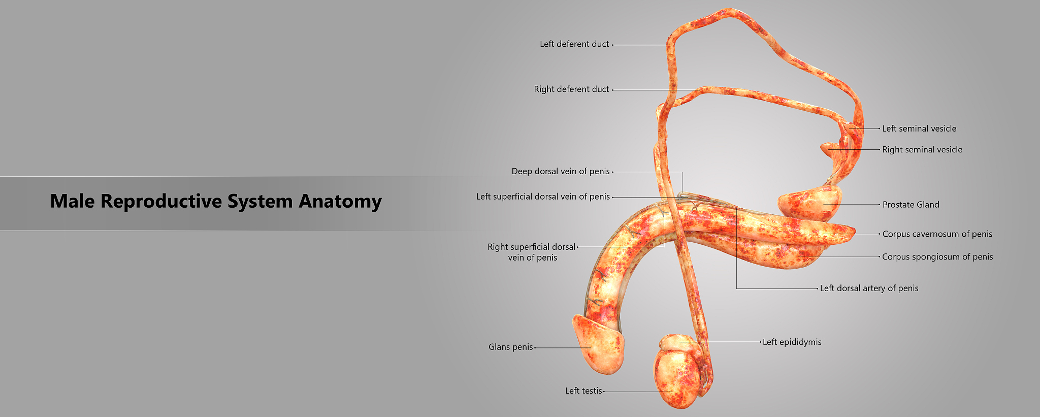 正常男性几岁丧失生育能力