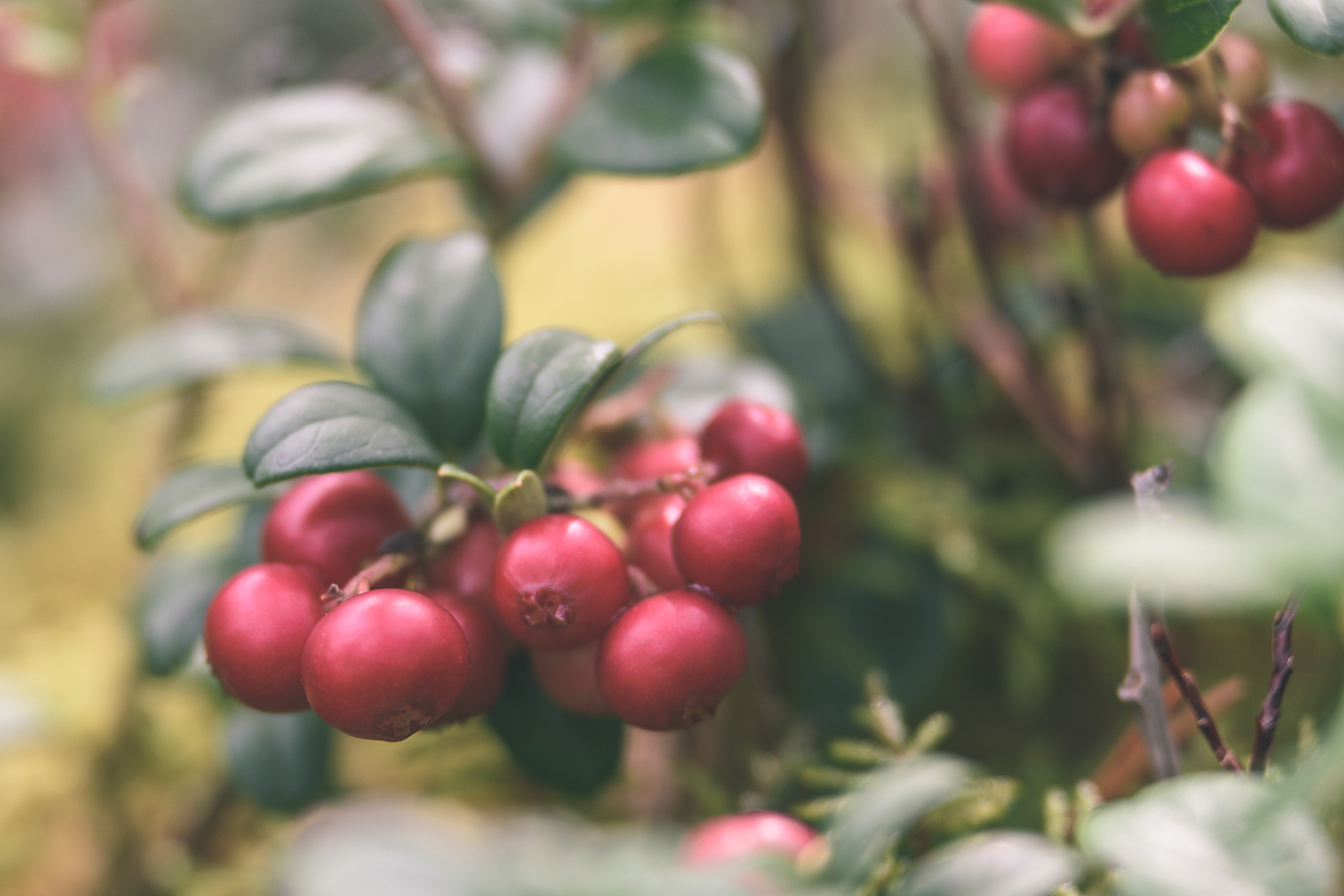 ripe red lingonberry, partridgeberry, or cowberry grows in pine 