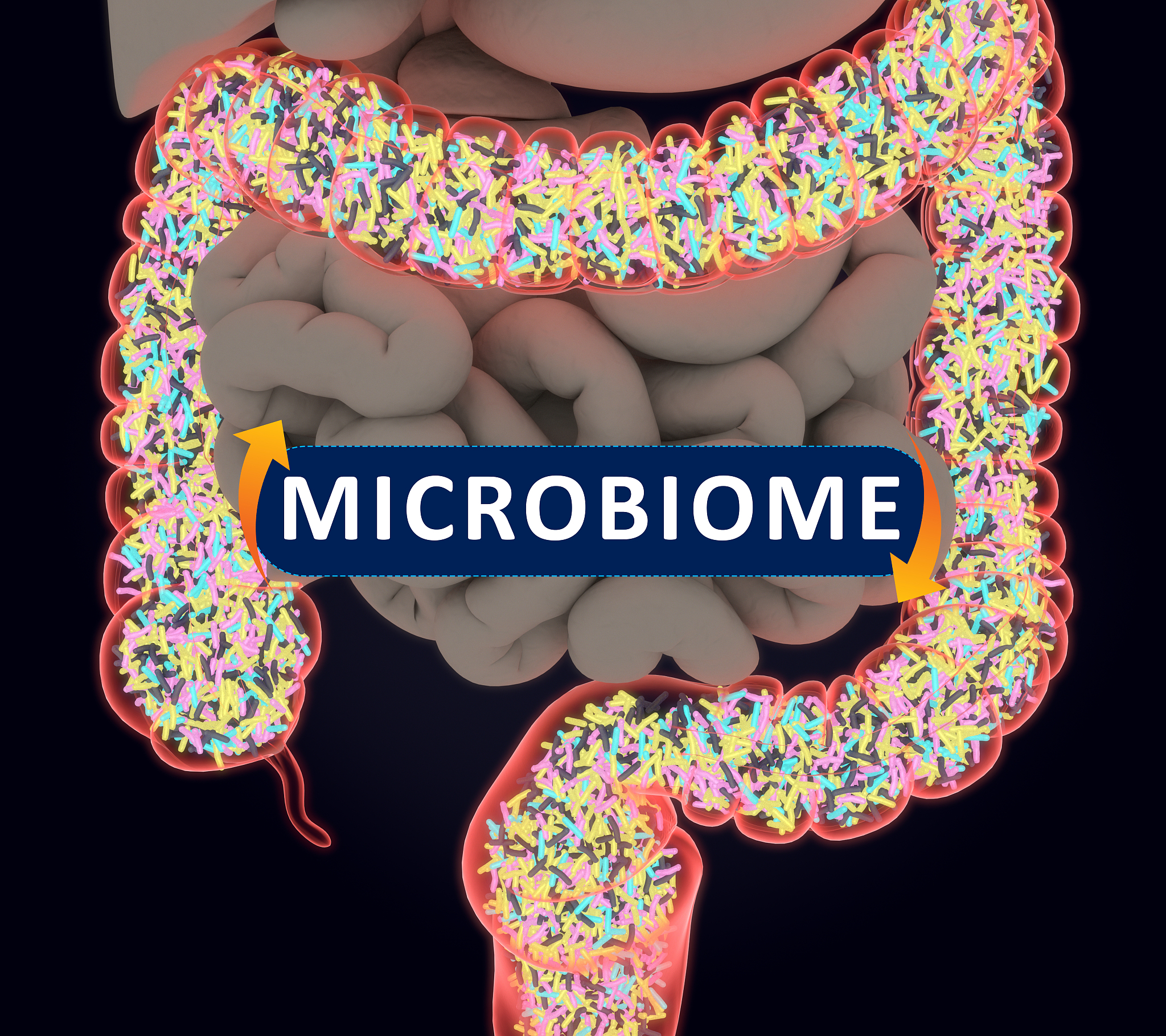 WanshiBaochiWan's Impact on Lactobacillus and Bifidobacterium: A Review of Scientific Evidence