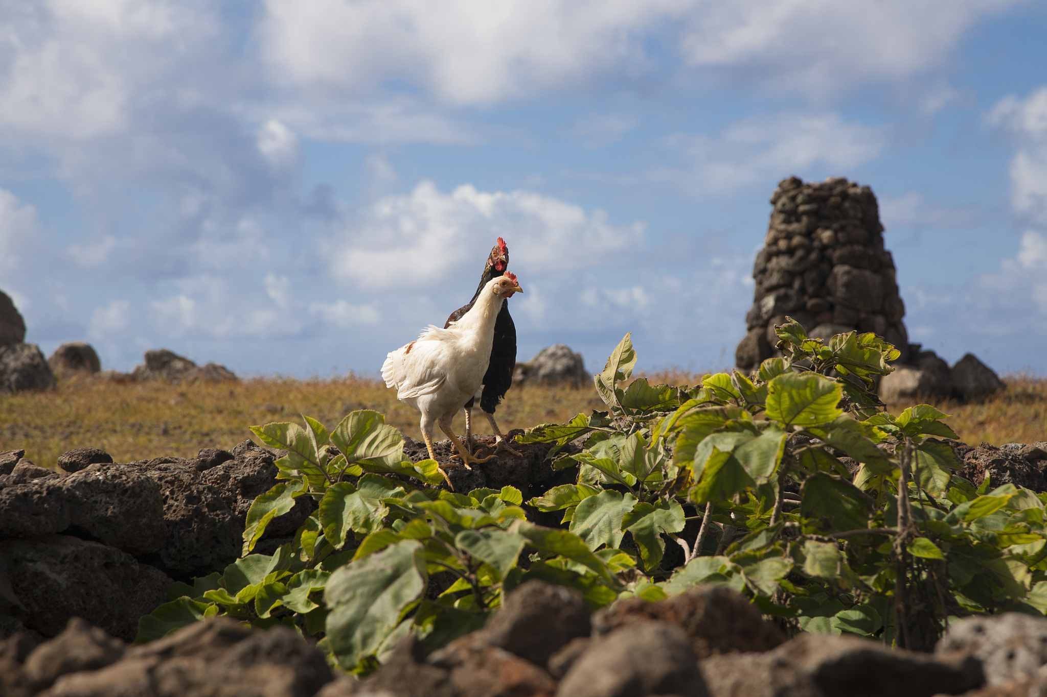 roosters at hanga te'e, rapa nui/easter island, chile
