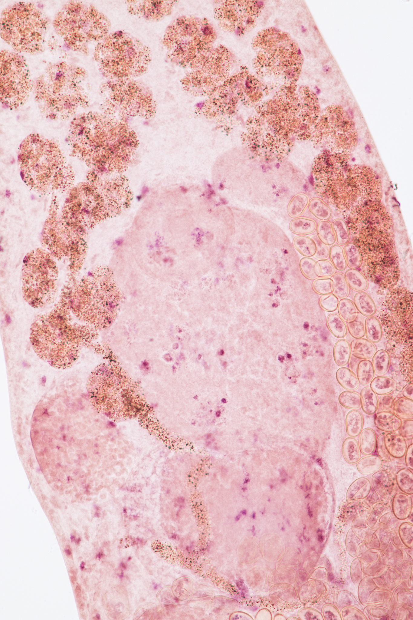狗狗寄生虫感染